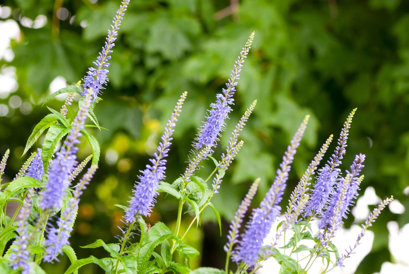 Nikon D80 sample photo. Lavender, flower, nature photography