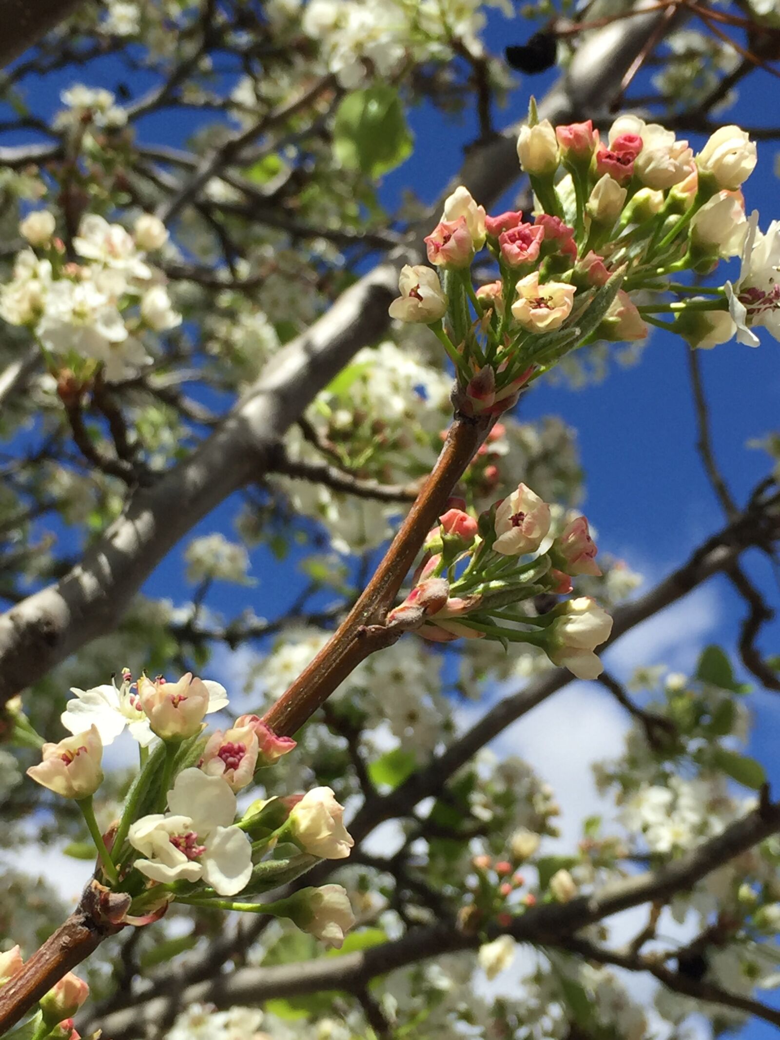 Apple iPhone 6 sample photo. Buds, blossoms, flowers photography