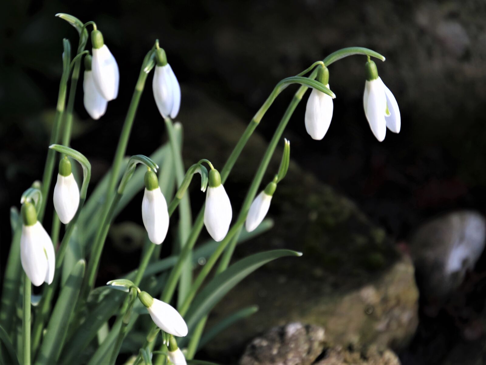 Canon EOS 80D sample photo. Delicate, nature, season photography