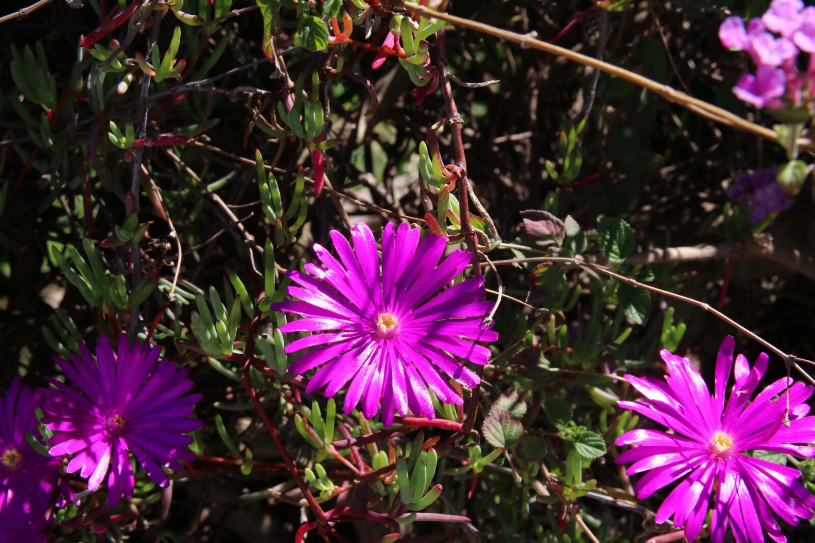 Canon EOS 70D sample photo. Flower, nature, spring photography