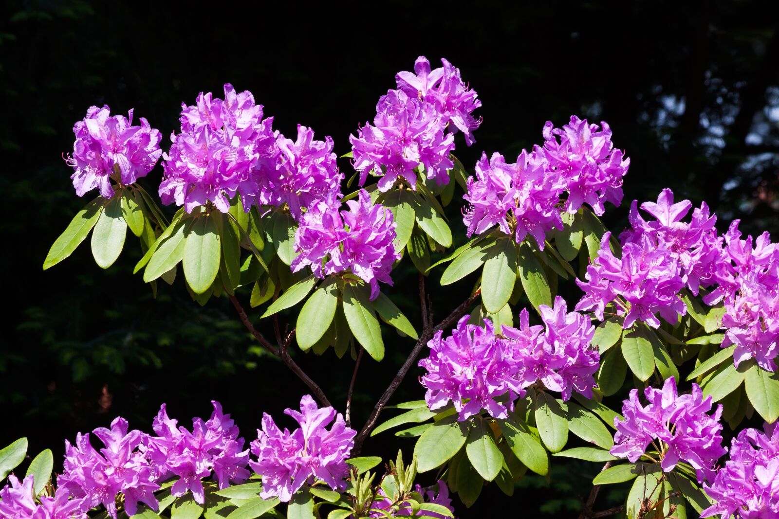 Canon EOS 50D sample photo. Rhododendron, traub notes, doldentraub photography
