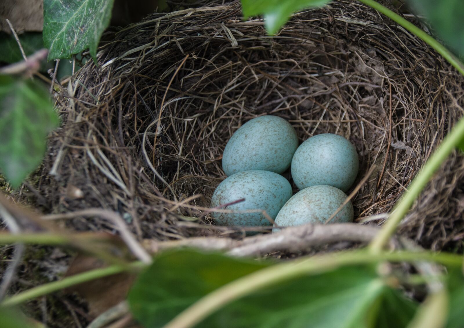 Pentax K-70 sample photo. Nest, blackbird nest, blackbird photography