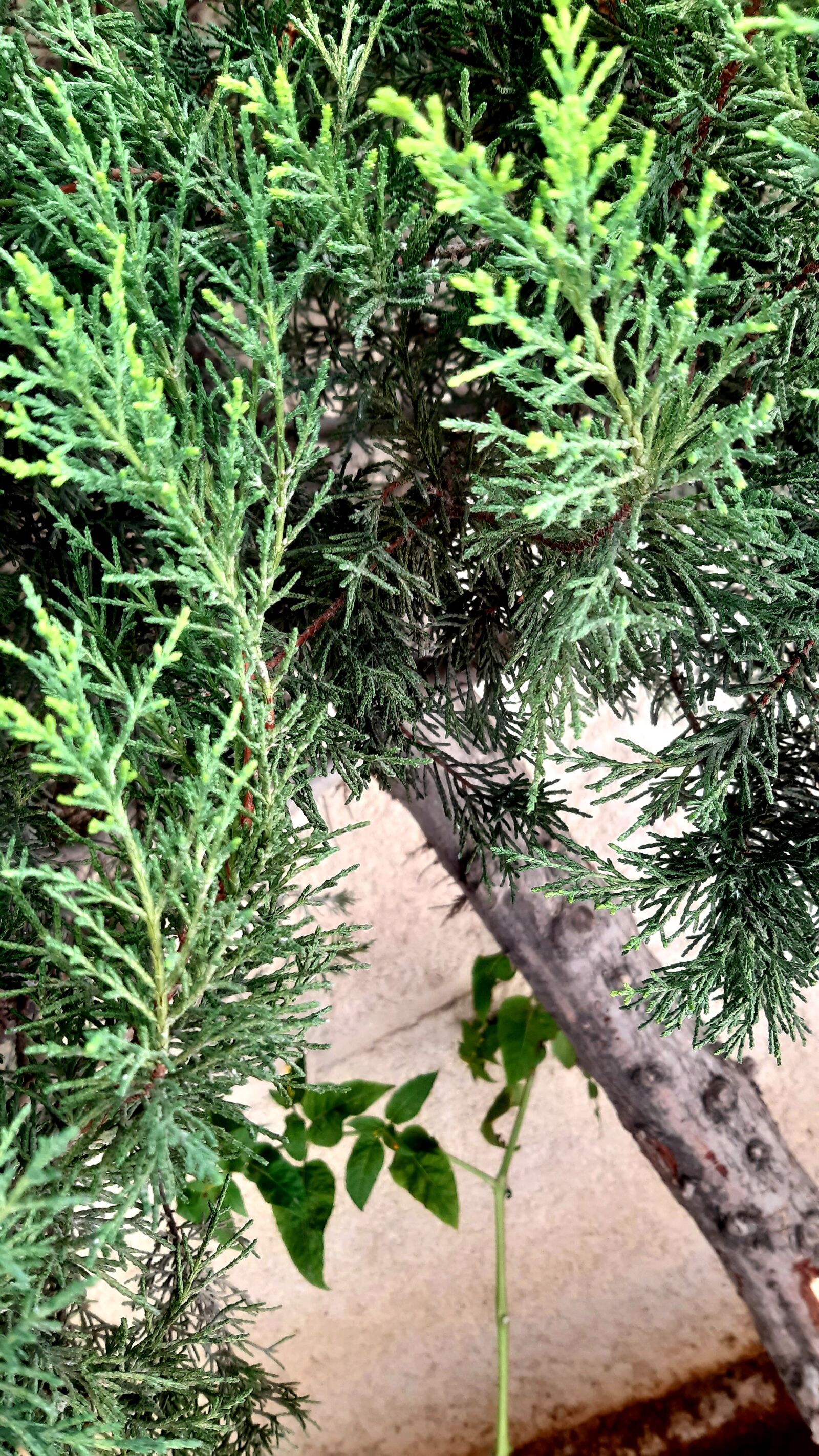 Samsung Galaxy A30 sample photo. Trees, green, spring photography
