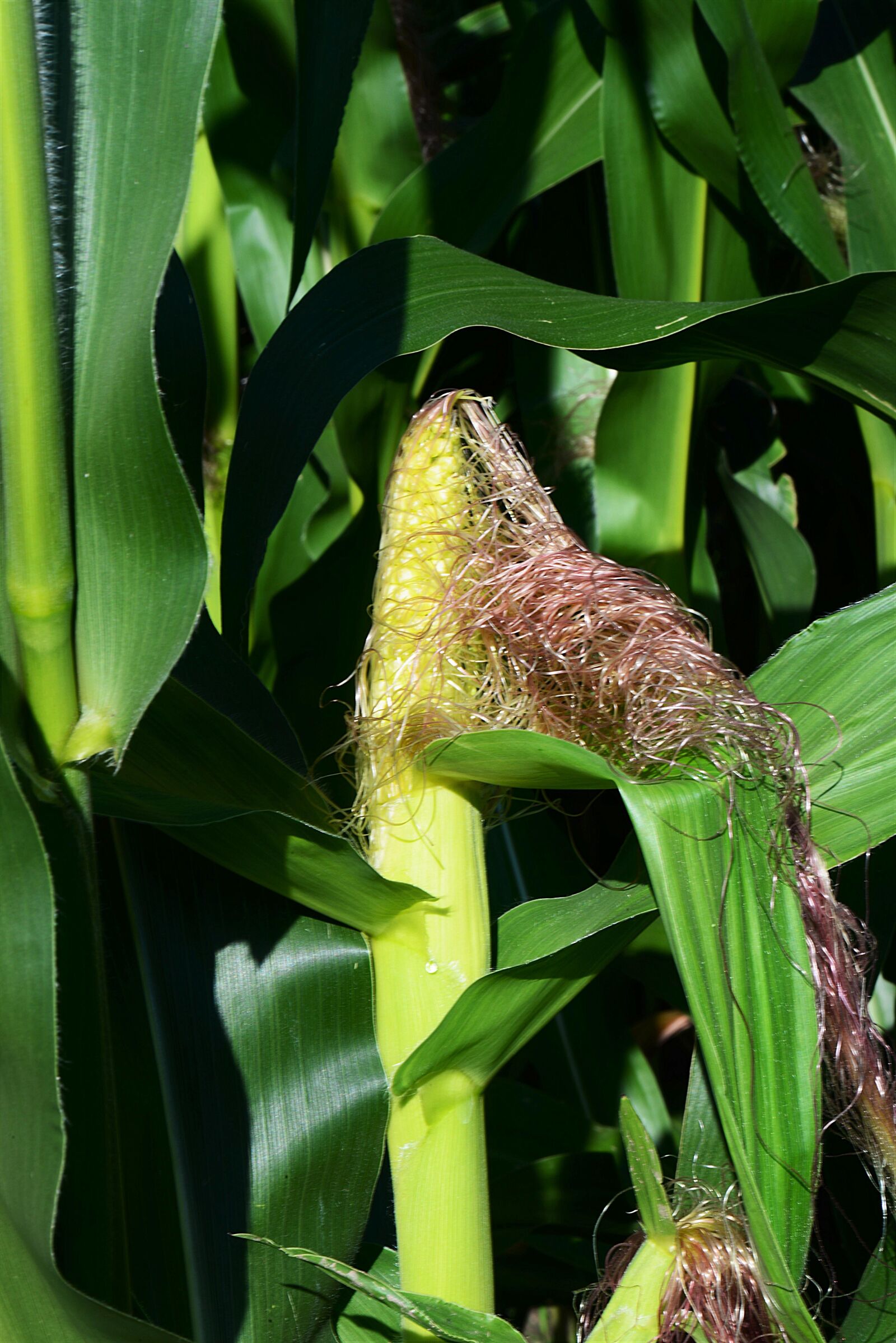 Nikon D610 sample photo. Corn, corn on the photography