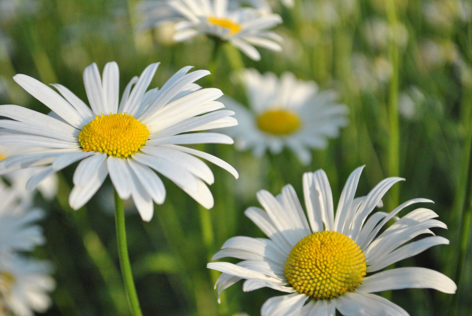 Nikon D3000 sample photo. Daisy, flowers, garden photography