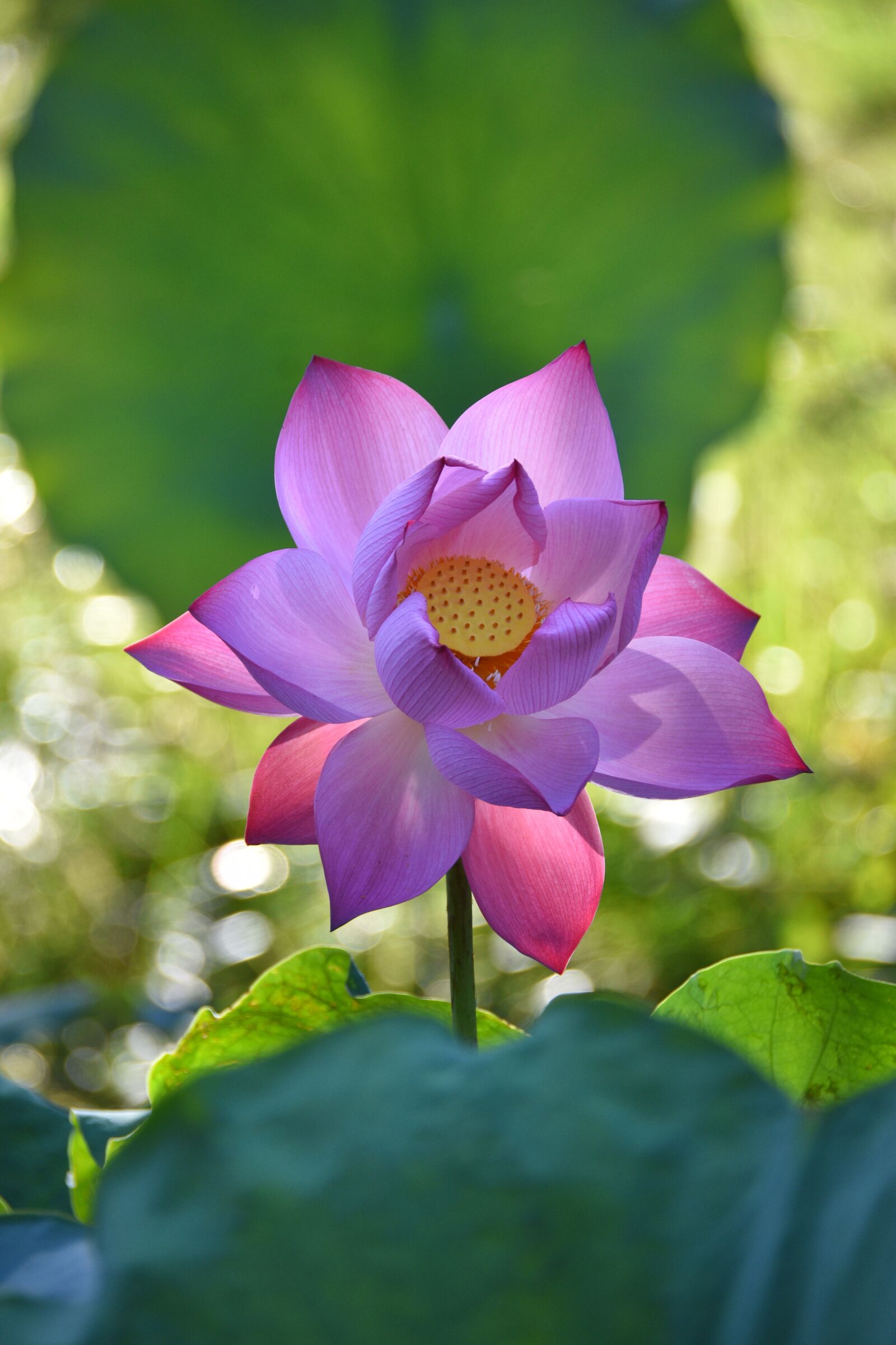 Nikon D7200 sample photo. Lotus, pink, bloom photography