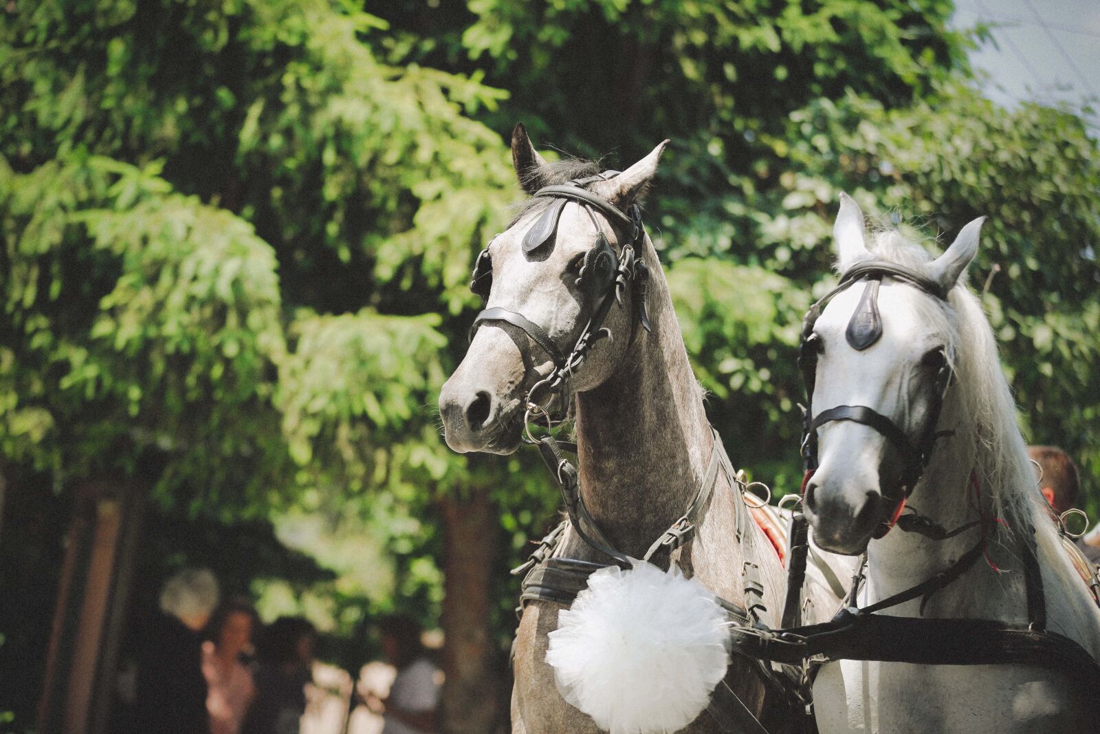 Canon EOS 5D Mark III sample photo. Horses, white, celebration, carriage photography