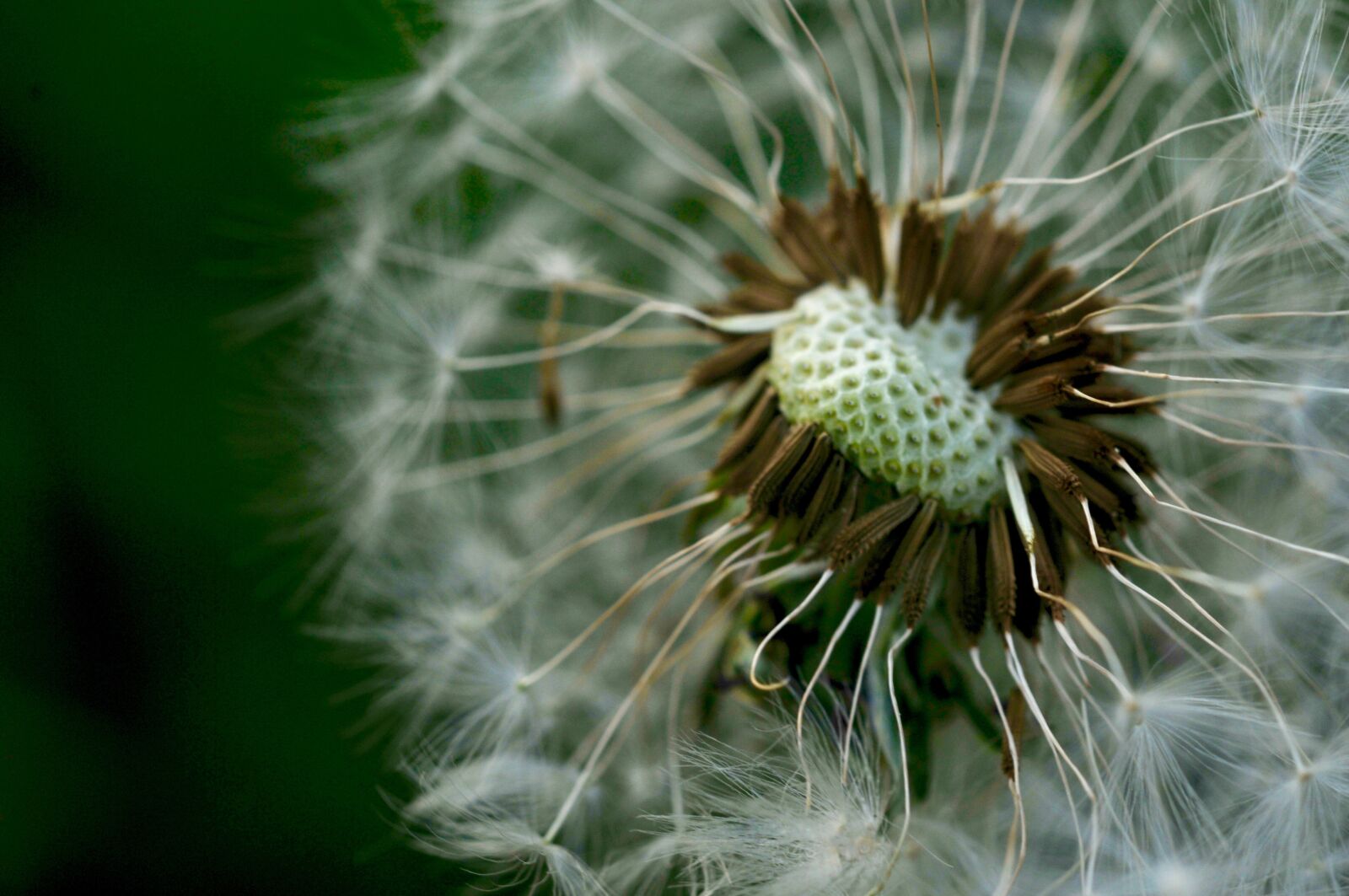 Nikon D300S sample photo. Dandelion, flower, spring photography
