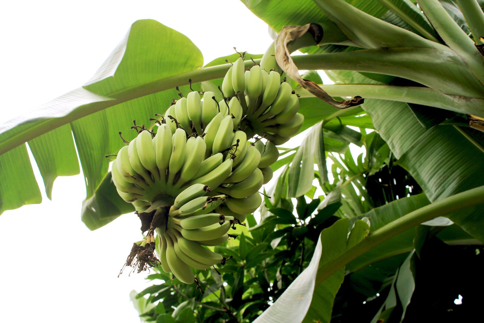 Canon EOS 1100D (EOS Rebel T3 / EOS Kiss X50) sample photo. Bananas, jungle, nature photography