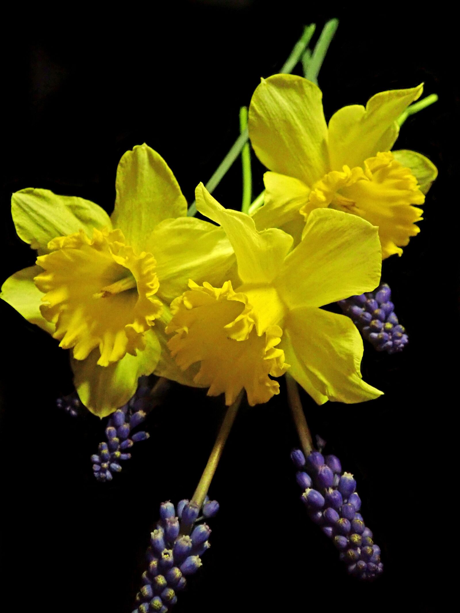 Olympus TG-5 sample photo. Daffodils, hyacinths, flowers photography