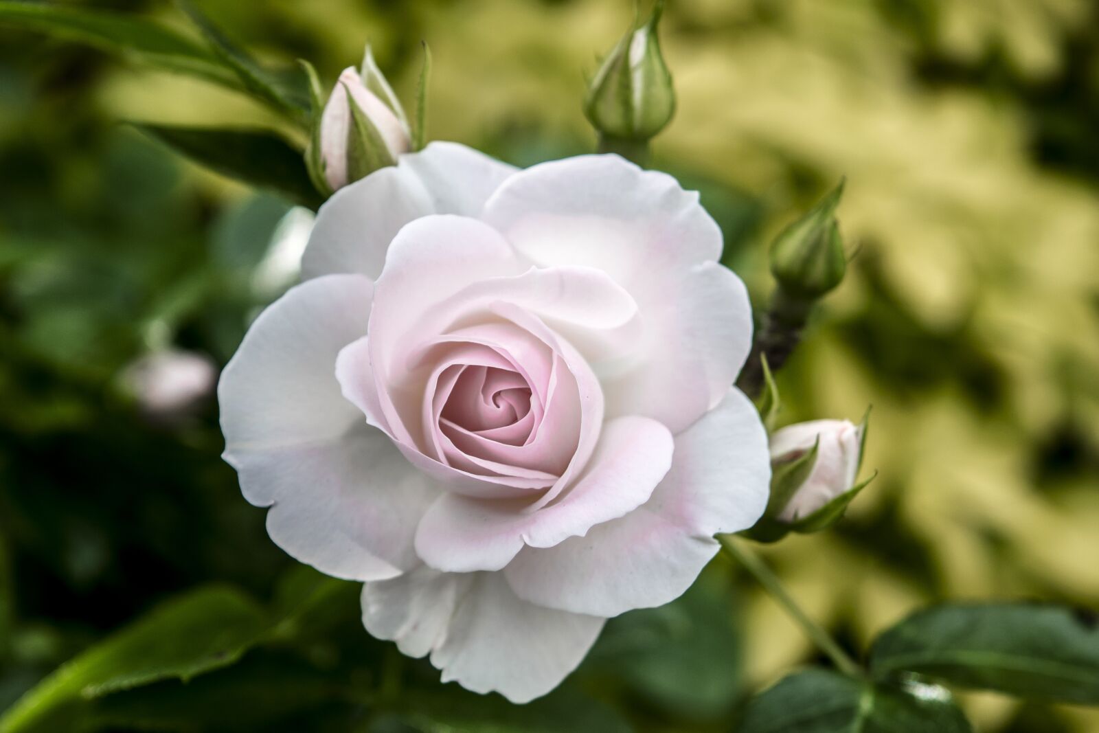 Nikon D3300 sample photo. Nature, rose, summer photography
