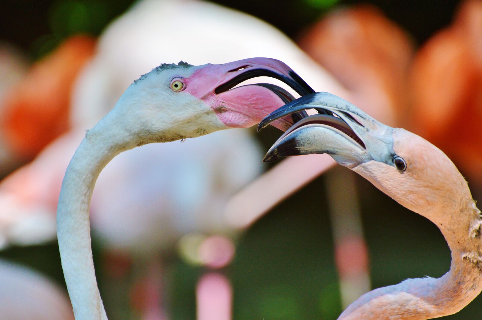 Nikon D3200 sample photo. Flamingo, bird, pink photography