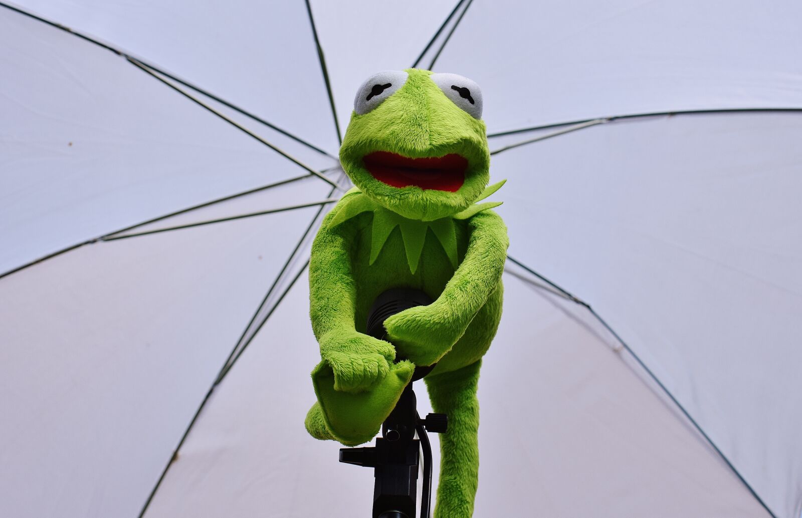 Nikon D7200 sample photo. Kermit, photo screen, frog photography