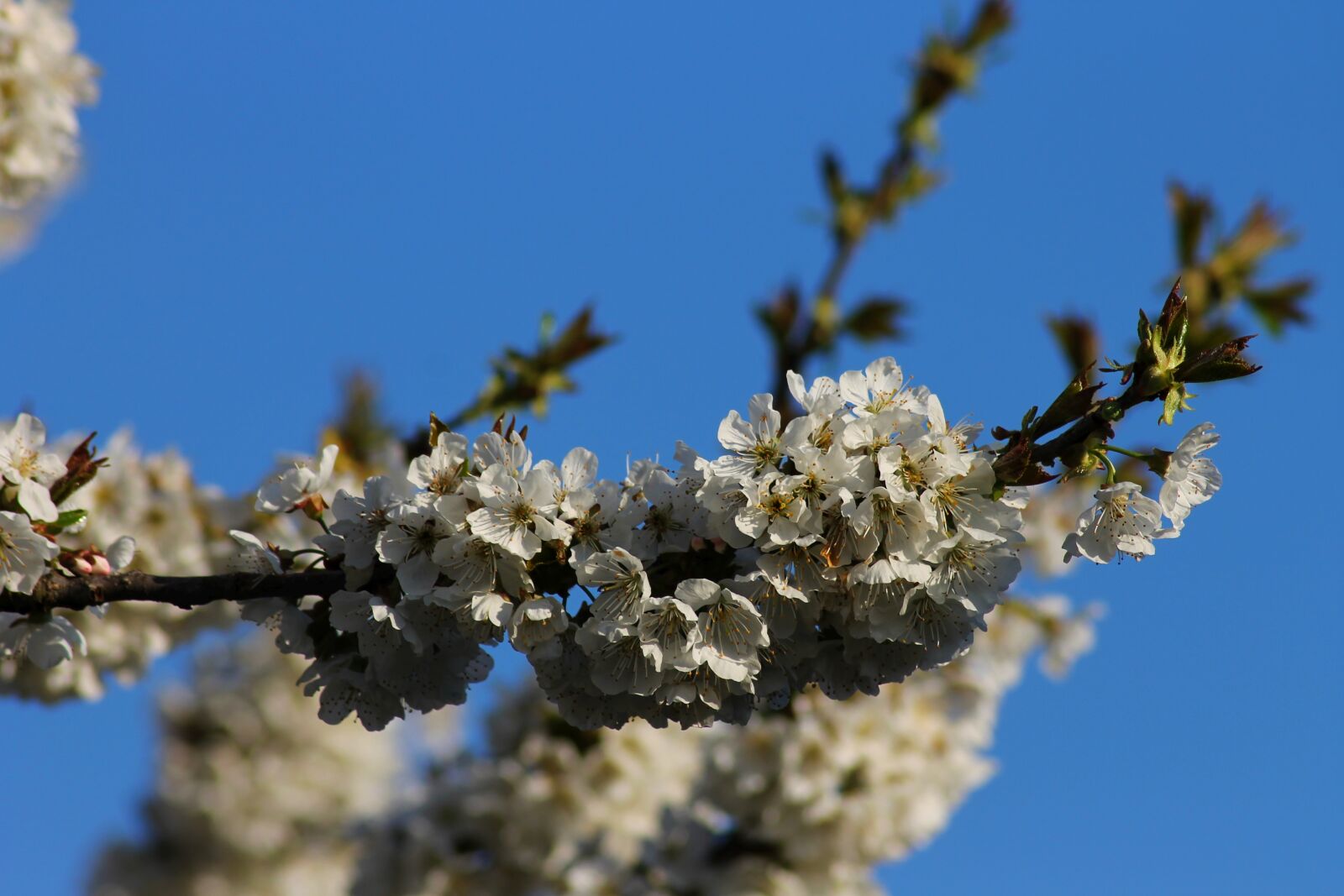 Canon EOS 1100D (EOS Rebel T3 / EOS Kiss X50) sample photo. Flowers, spring, nature photography