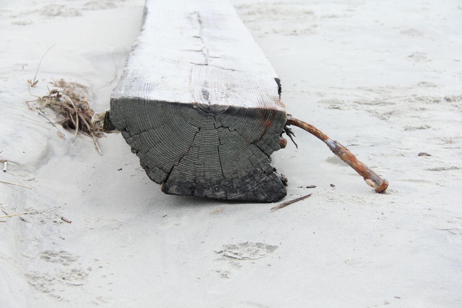 Canon EOS 60D sample photo. Beach, log, sand photography