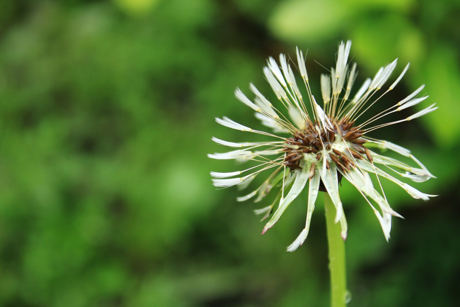 Canon EOS 2000D (EOS Rebel T7 / EOS Kiss X90 / EOS 1500D) sample photo. Dandelion, after the rain photography
