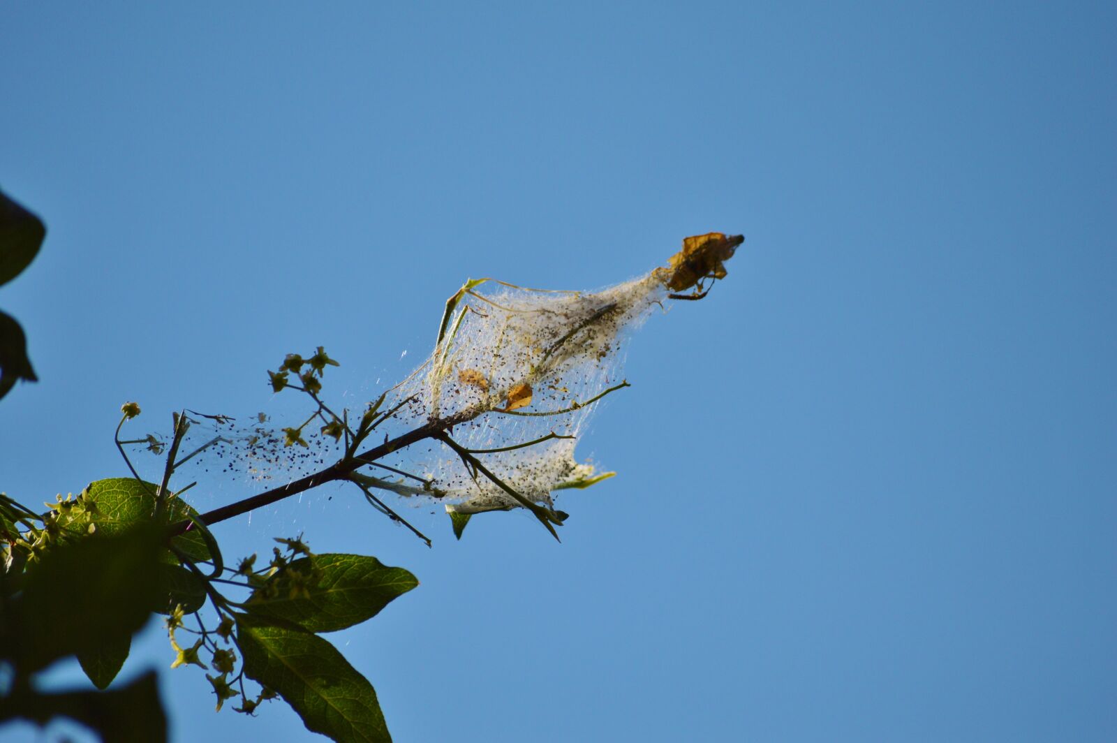 Nikon D3200 sample photo. Cocoon, nest, web photography