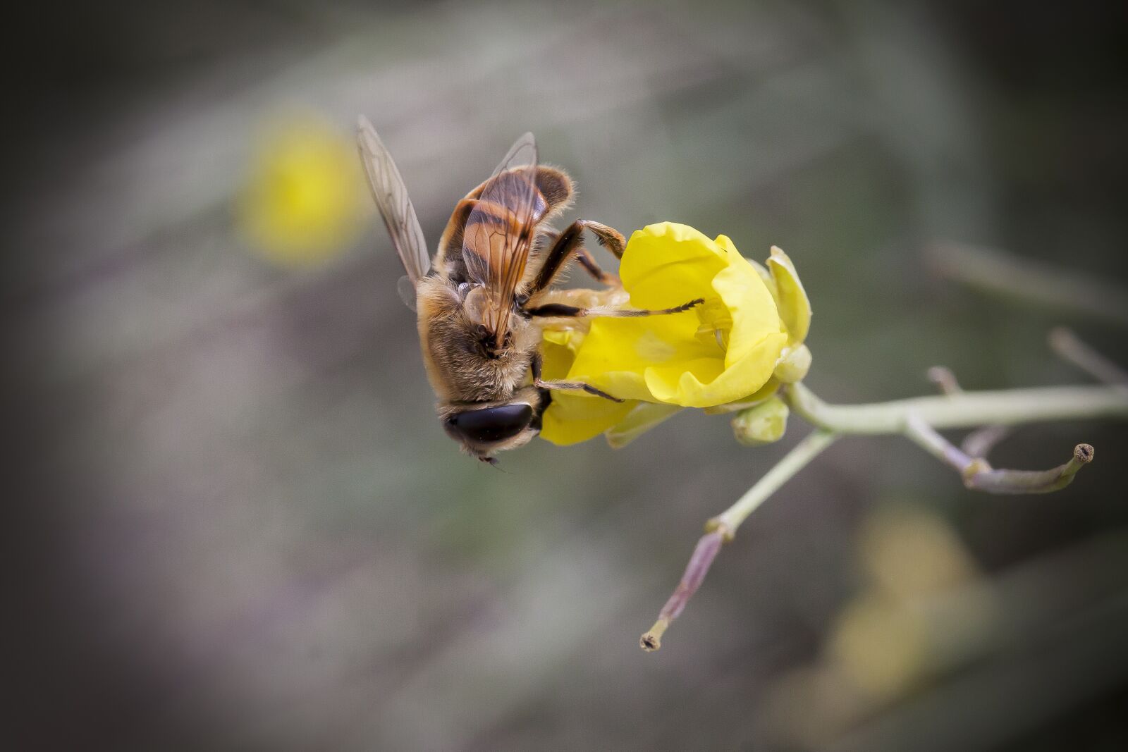 Canon EOS 50D sample photo. Rocket, salad, blossom photography
