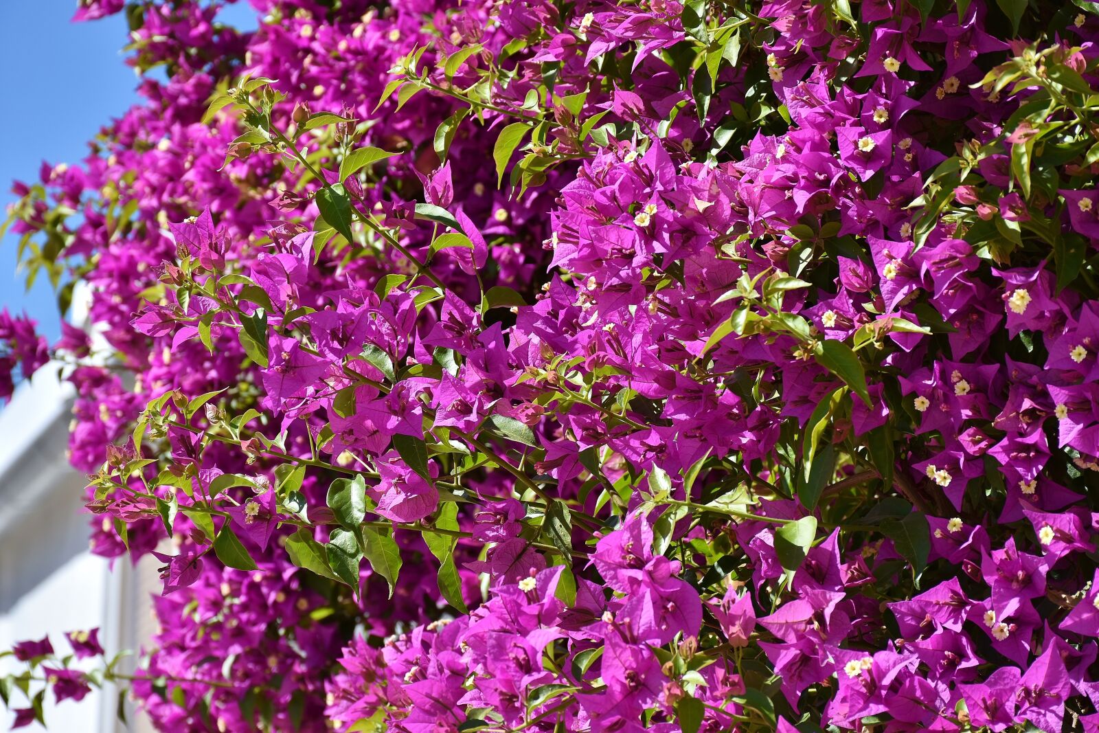 Nikon D7200 sample photo. Bougainvillea, bougainville, triple flower photography