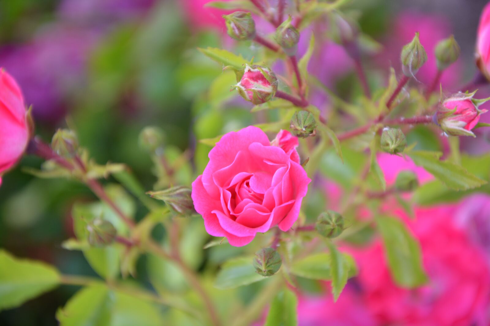 Nikon D5200 sample photo. Pink, rosebush, pink flowers photography