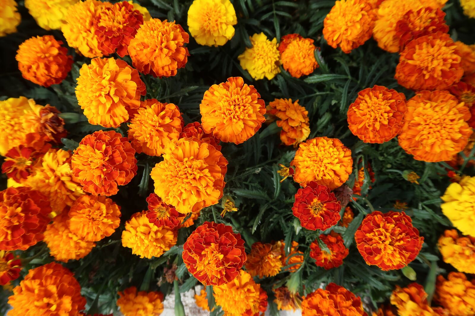 Canon PowerShot G7 X Mark II sample photo. Marigold, flowers, garden photography