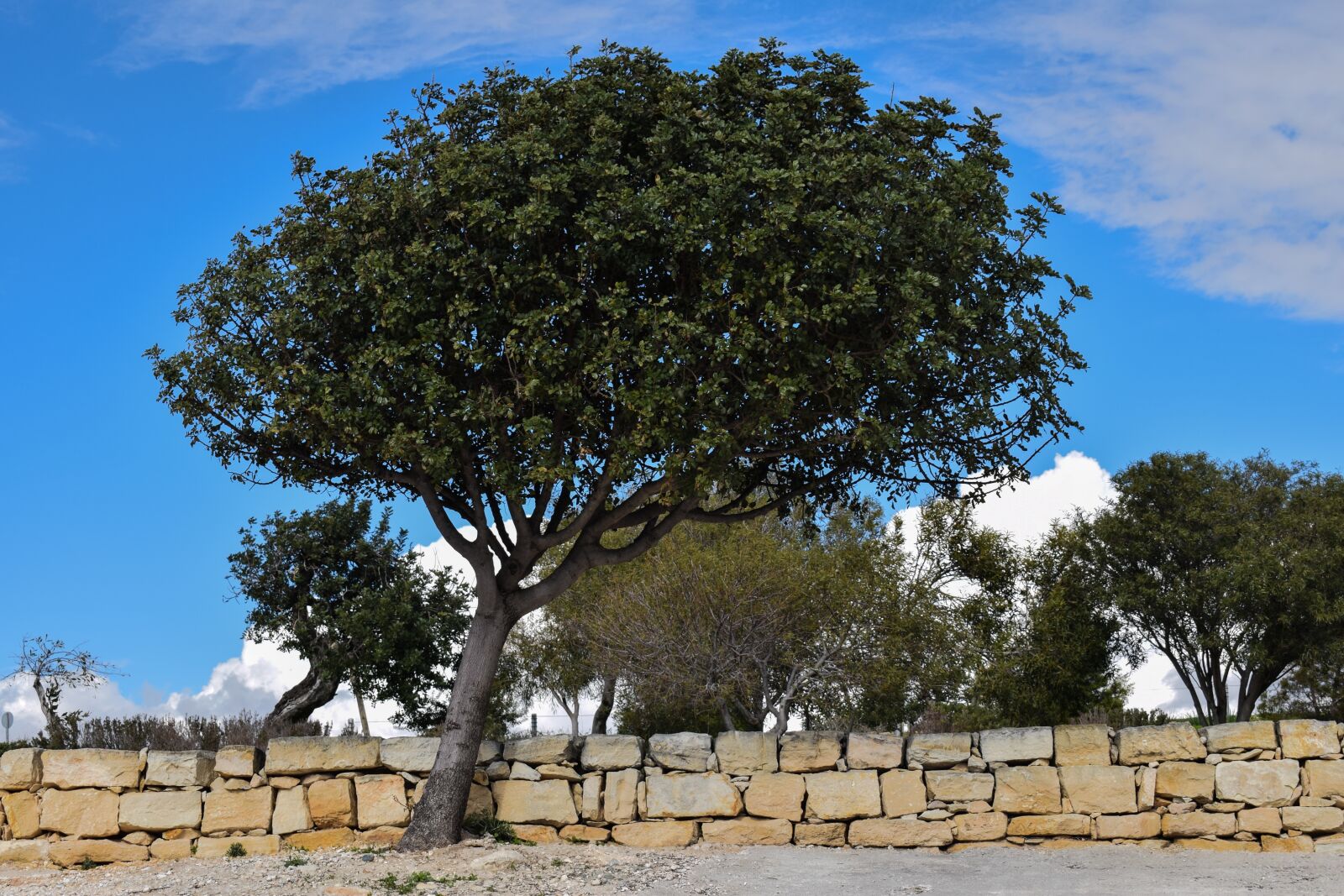 Nikon D3300 sample photo. Tree, landscape, mediterranean photography
