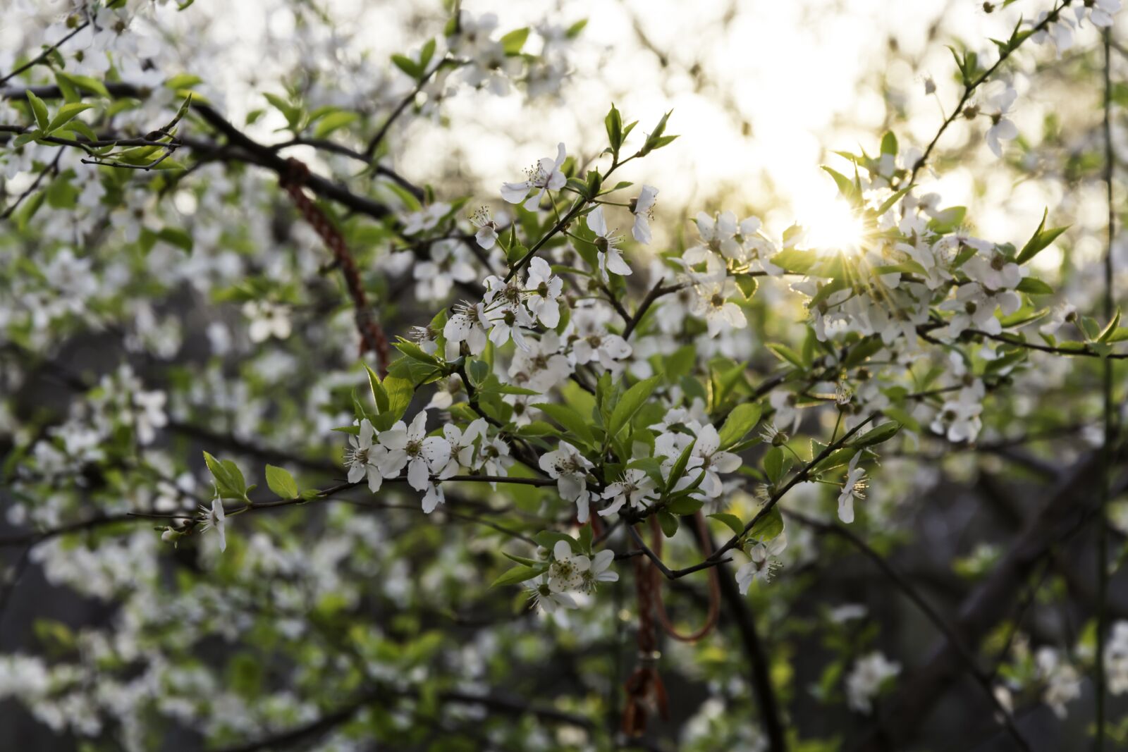 Nikon D7100 sample photo. Blossom, tree, primorsko photography