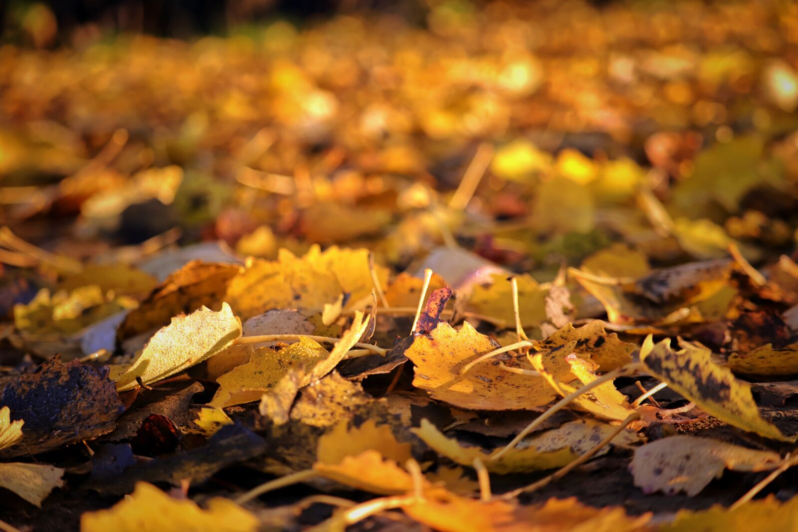 Canon EOS 200D (EOS Rebel SL2 / EOS Kiss X9) sample photo. Autumn, leaves, nature photography