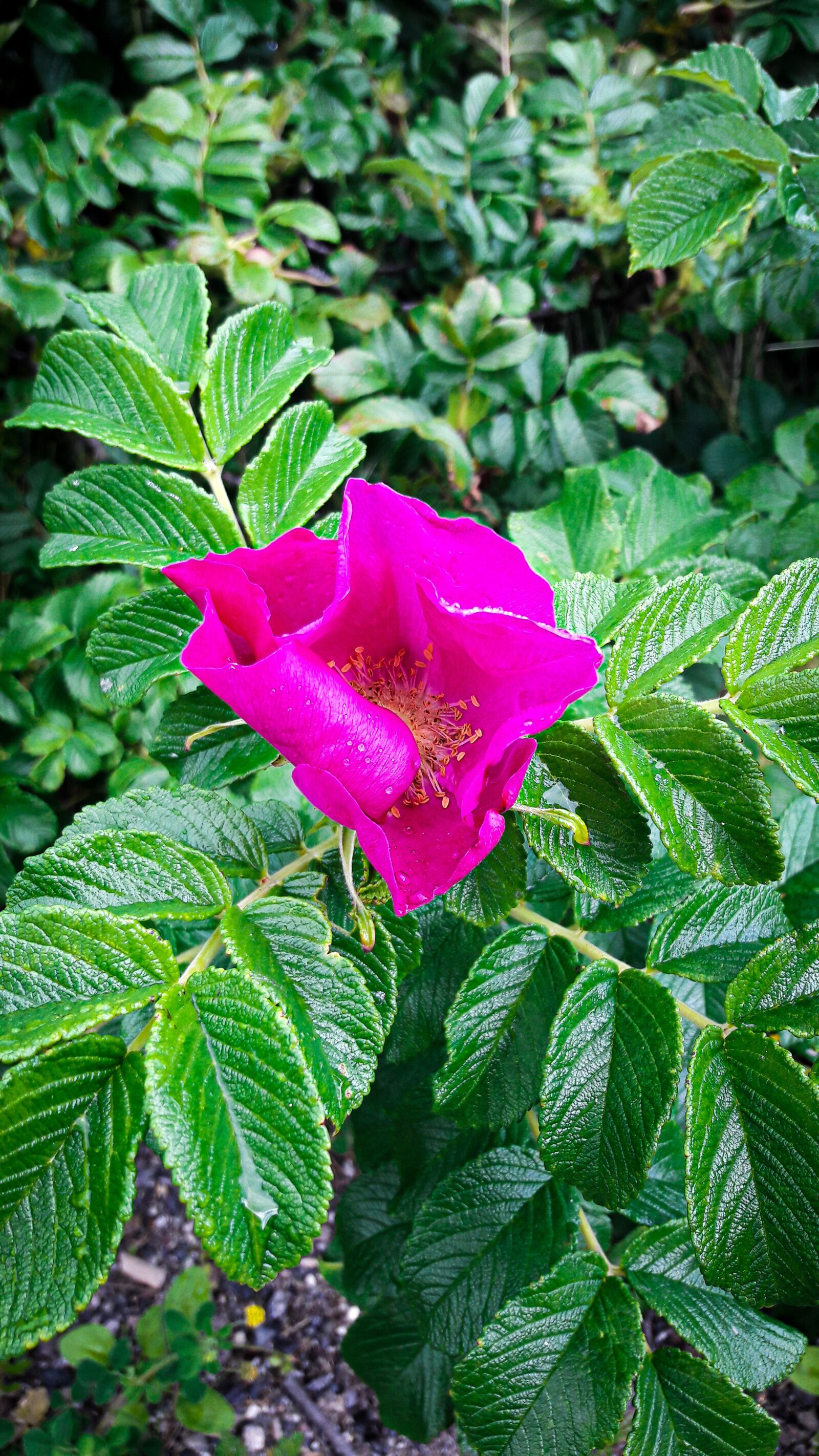 Samsung Galaxy A5(2016) sample photo. Norway, flower, nature photography