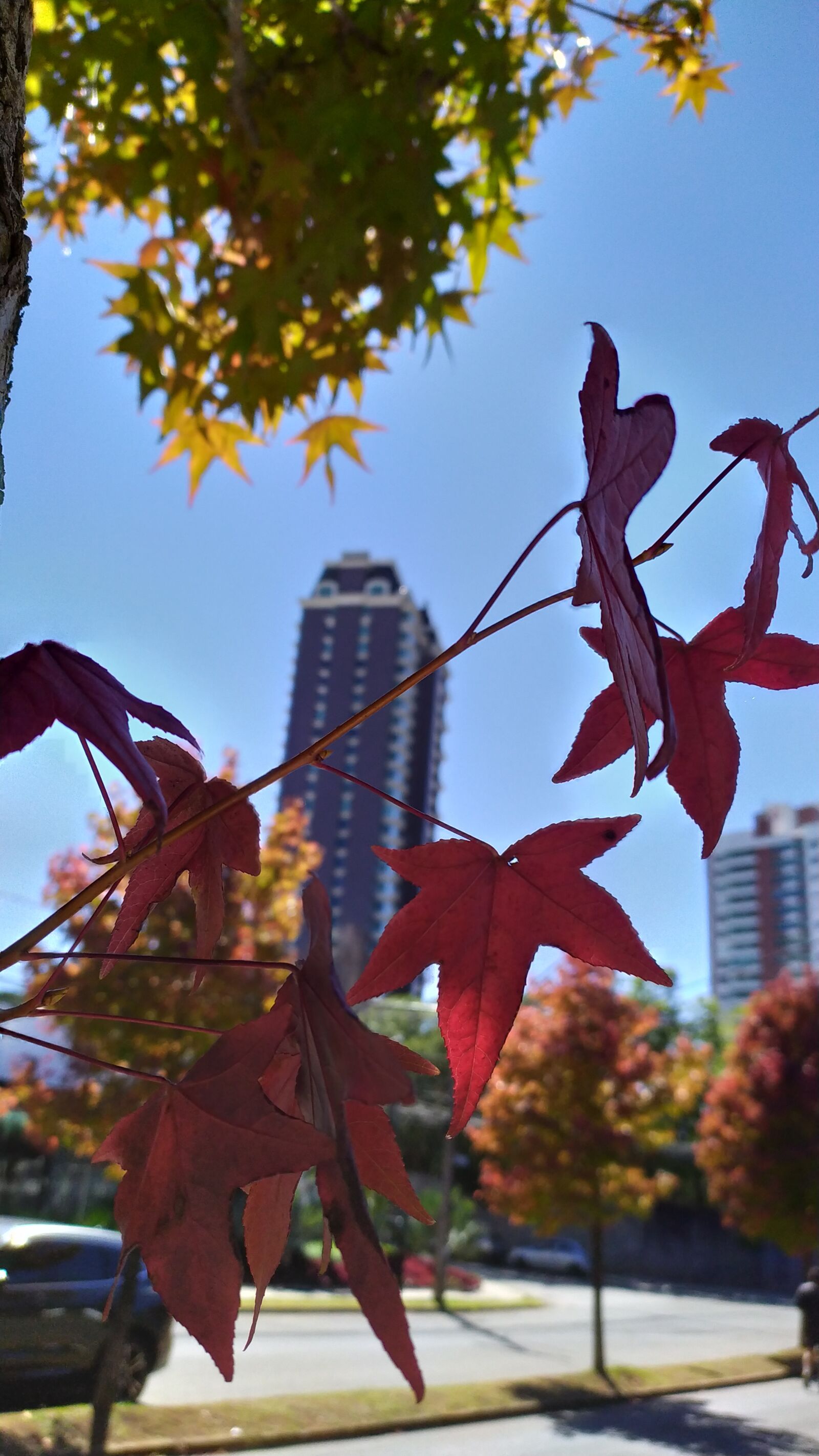 Xiaomi Redmi Note 7 sample photo. Plátano, curitiba, ecoville photography
