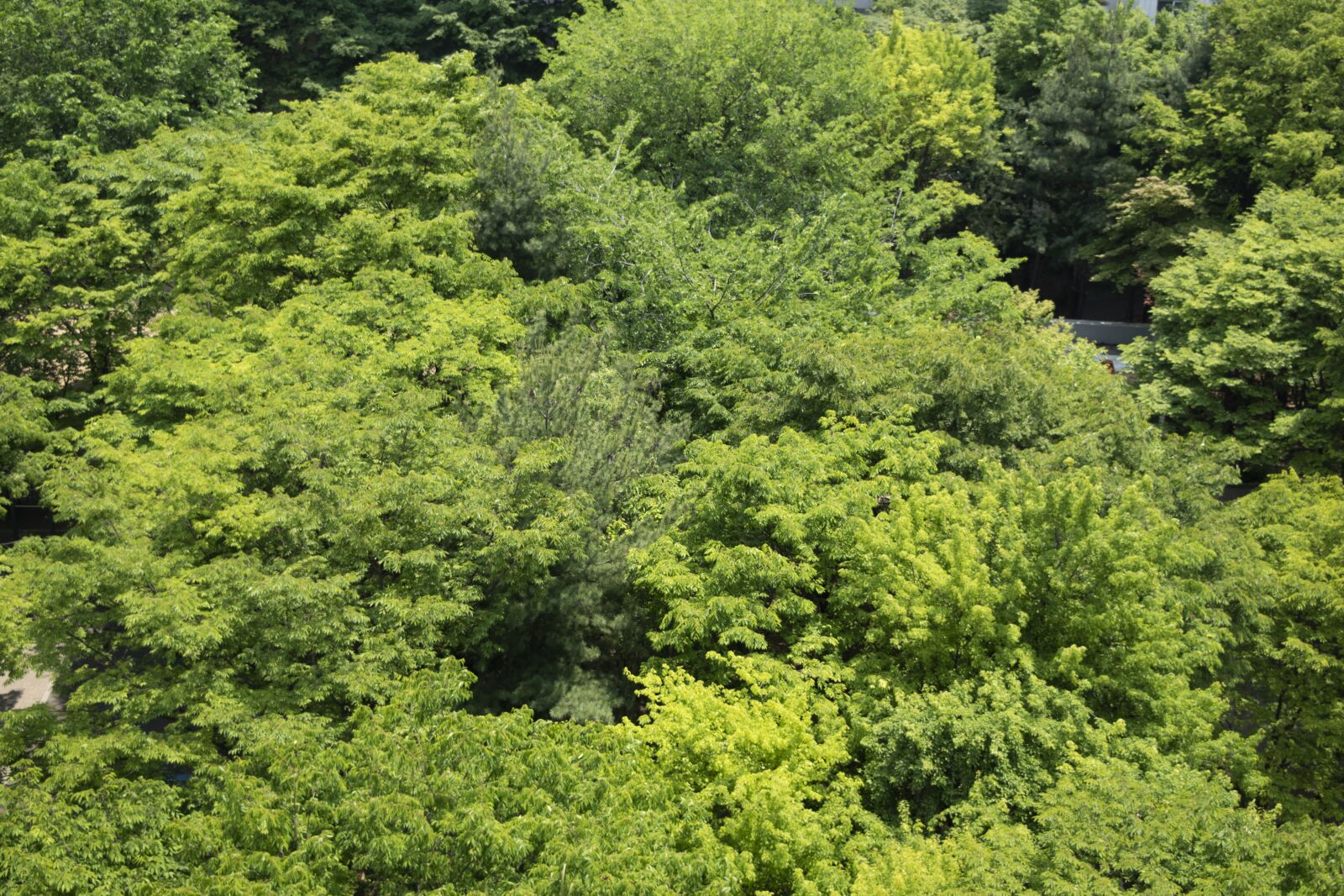 Nikon D5500 sample photo. Forest, wood, nature photography