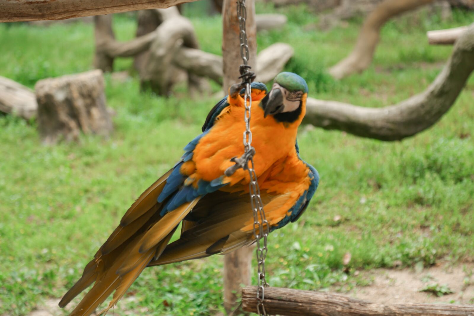 Canon EF 24-105mm F4L IS USM sample photo. Animal, zoo, dangerous photography