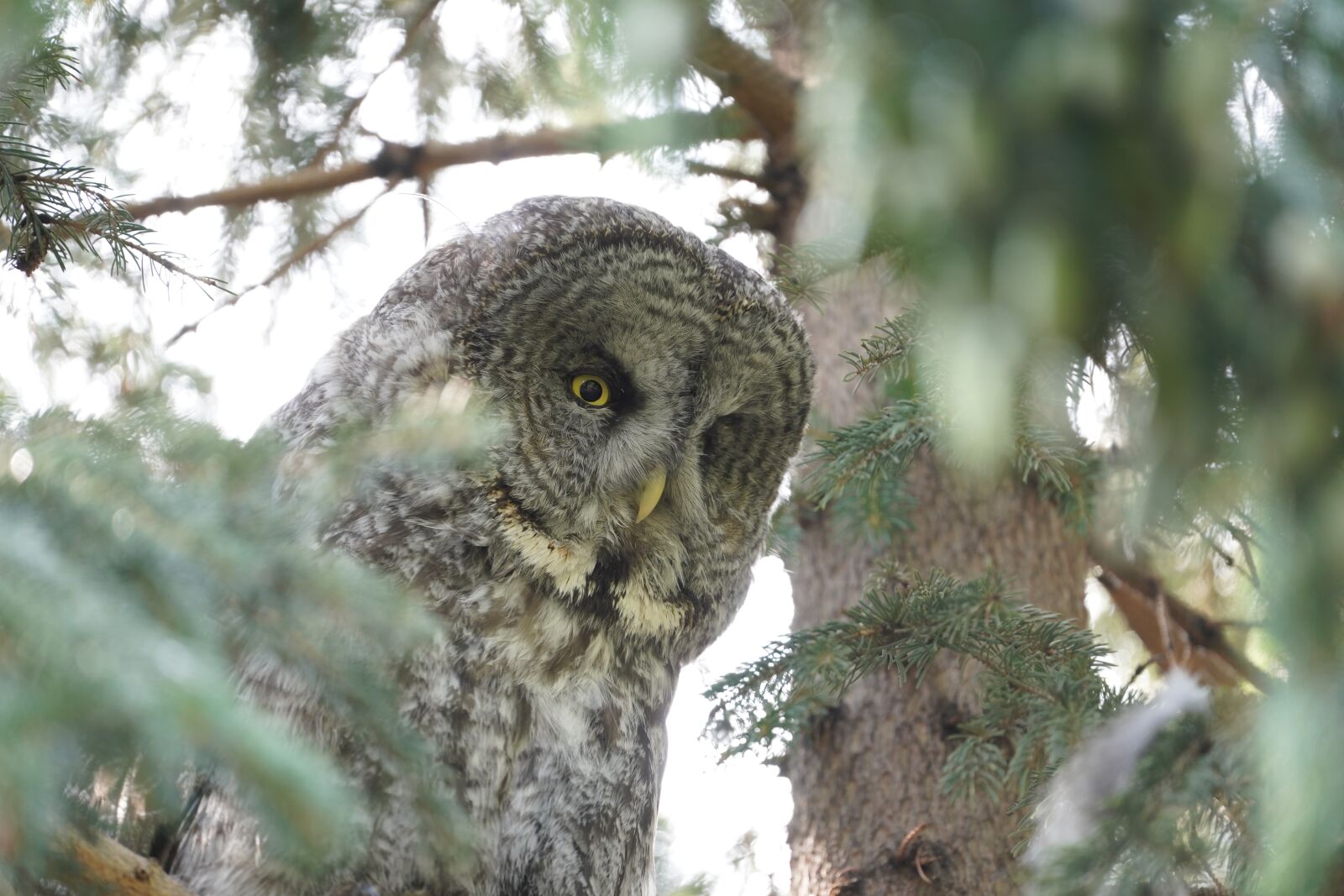 Sony FE 70-300mm F4.5-5.6 G OSS sample photo. Owl, tree, bird photography
