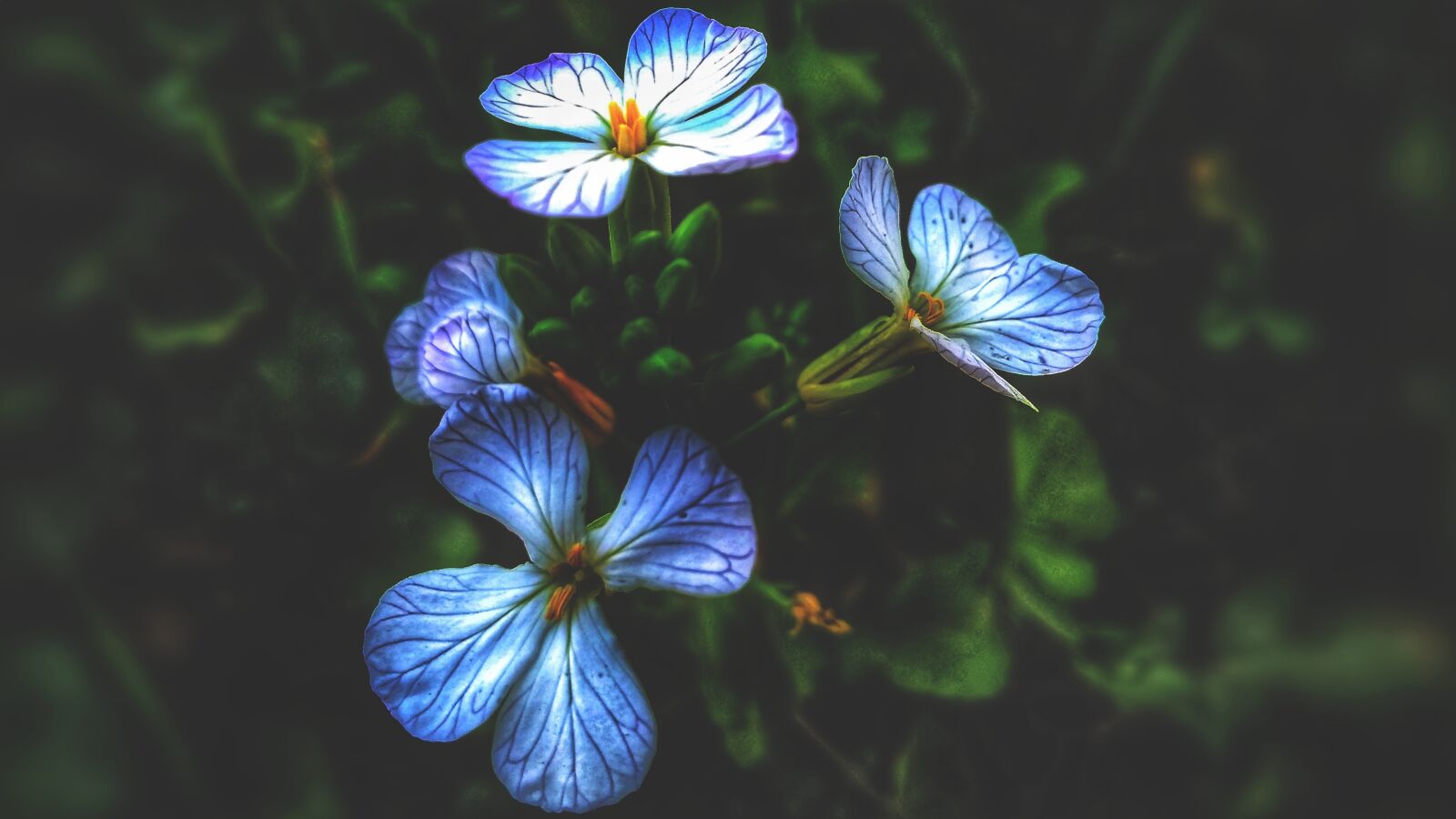Xiaomi Redmi 4A sample photo. Flower, tiny flowers, hd photography