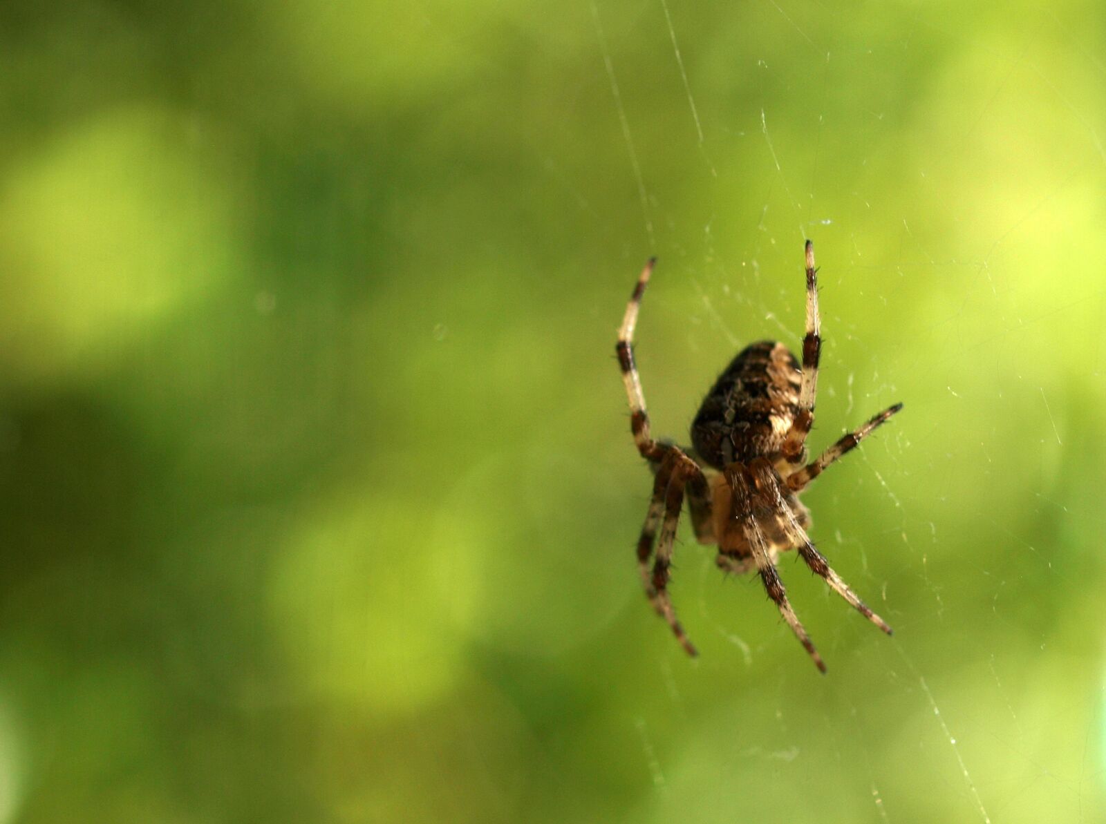 Olympus E-520 (EVOLT E-520) sample photo. Spider, insect, nature photography