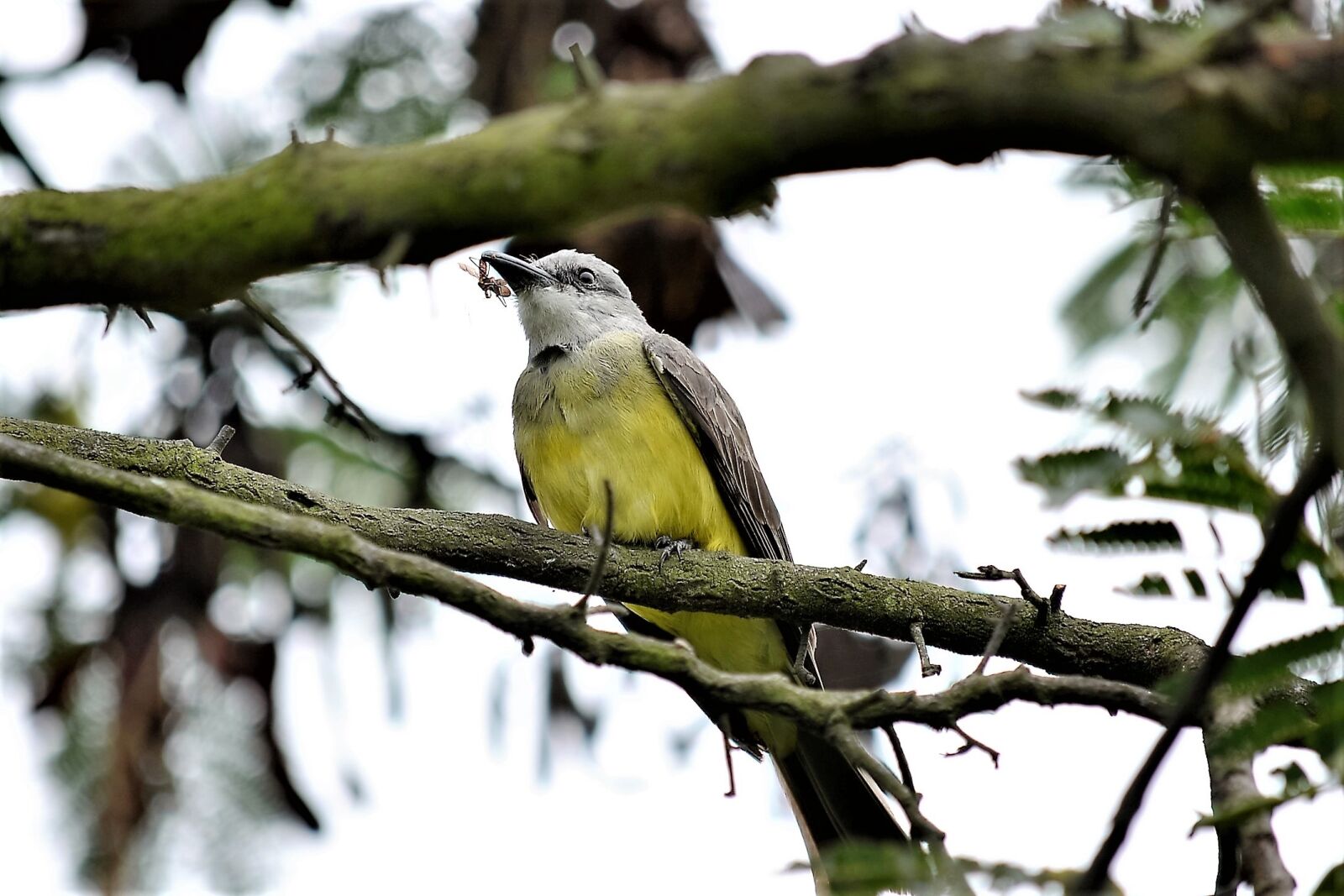 Nikon D3100 sample photo. Nature, ave, bird photography