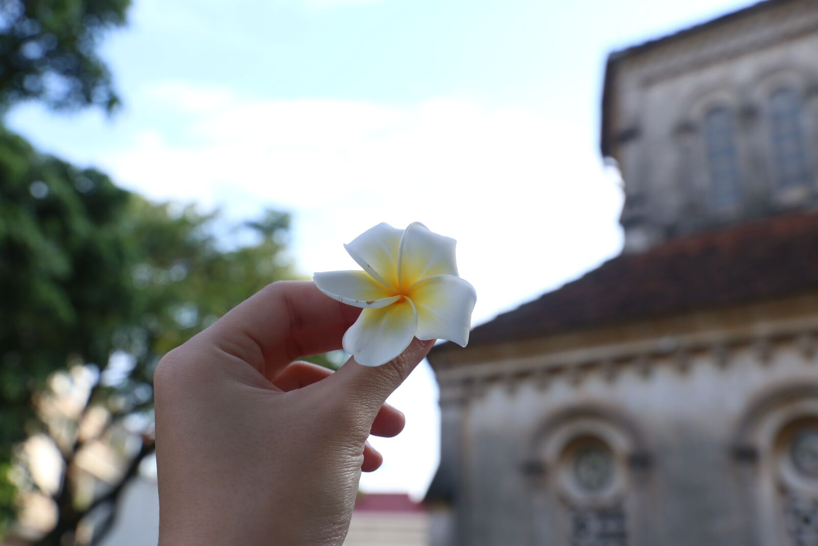 Canon EF 24-105mm F3.5-5.6 IS STM sample photo. Flower, church, the garden photography