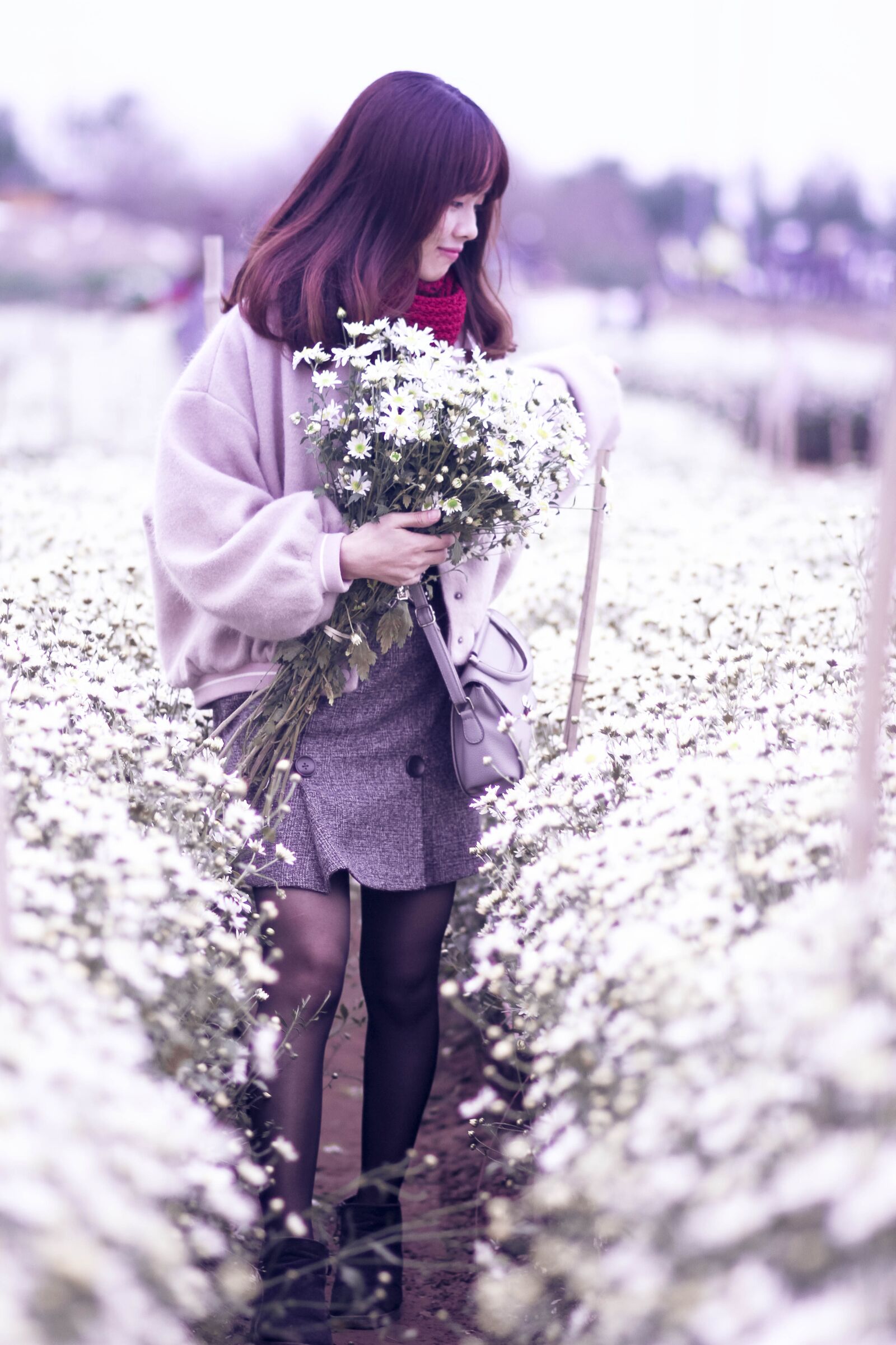 Canon EOS 7D + Canon EF 85mm F1.8 USM sample photo. Chrysanthemum, daisy robins, flower photography