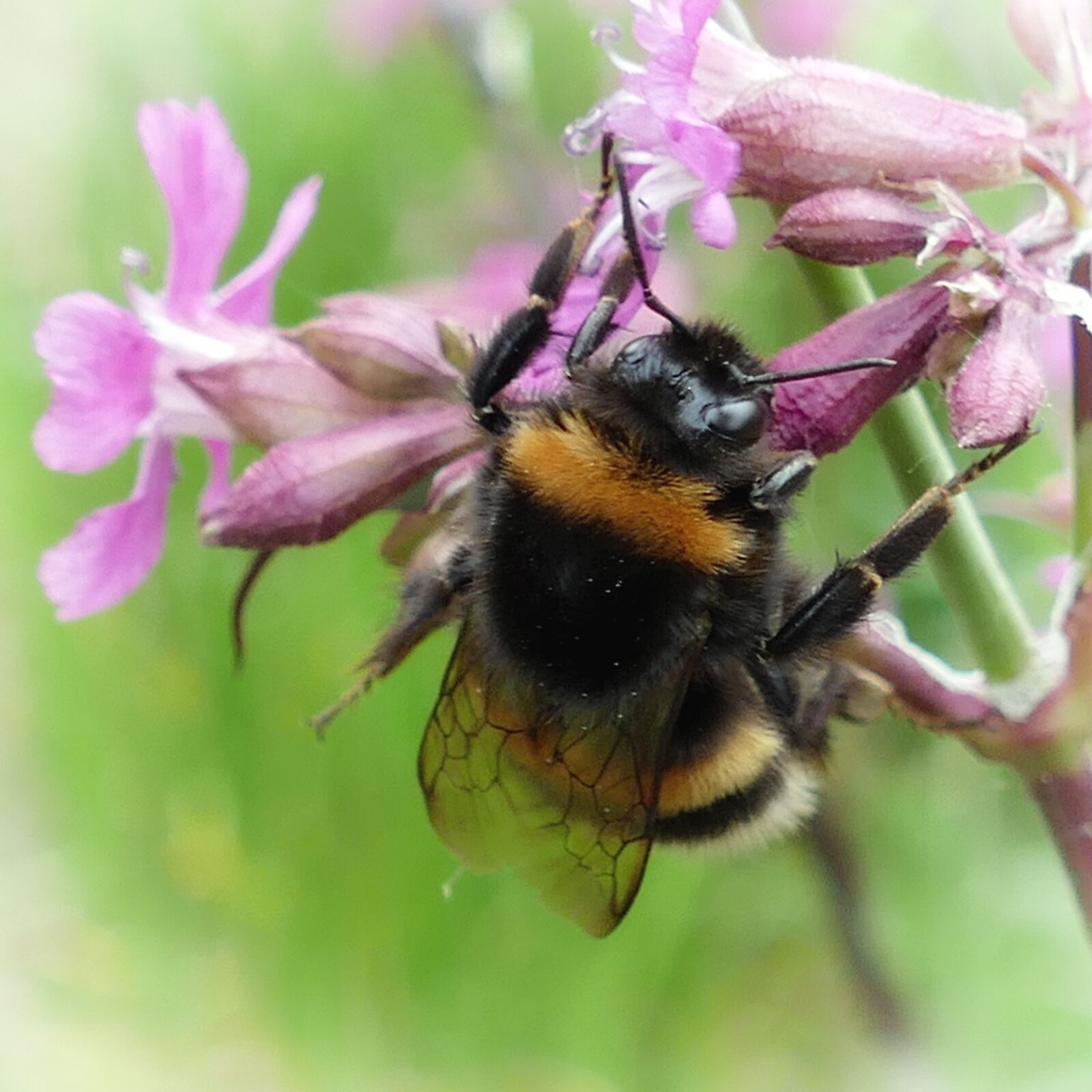 Panasonic Lumix DMC-FZ1000 sample photo. Hummel, flowers, wild elke photography