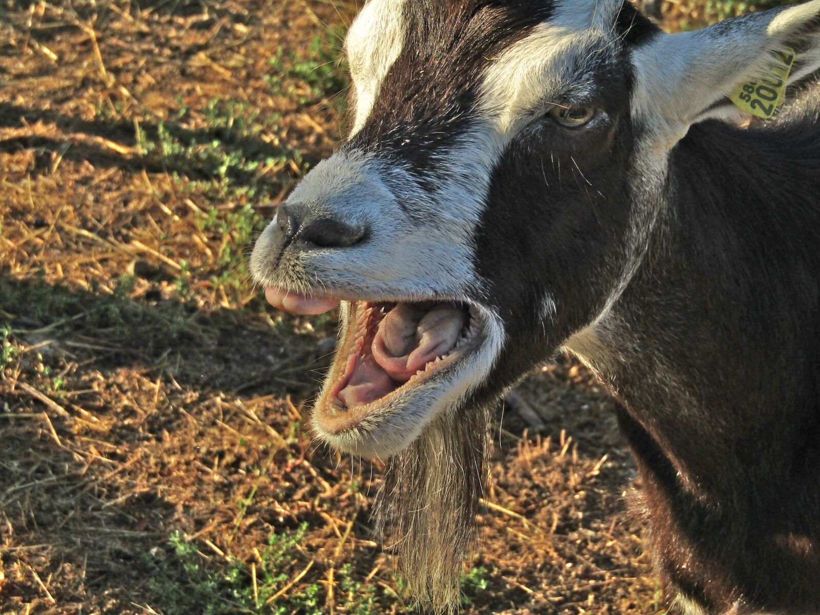 Canon PowerShot SX410 IS sample photo. Goat, bratty, nature photography