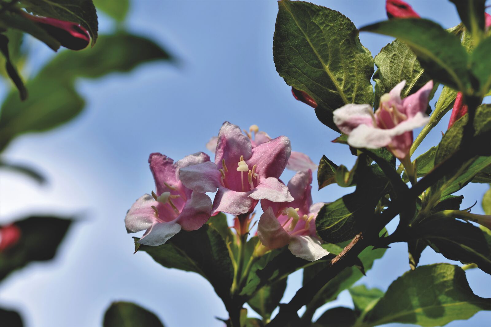 Nikon D7200 sample photo. Weigelien, geissblattgewaechs, ornamental shrub photography