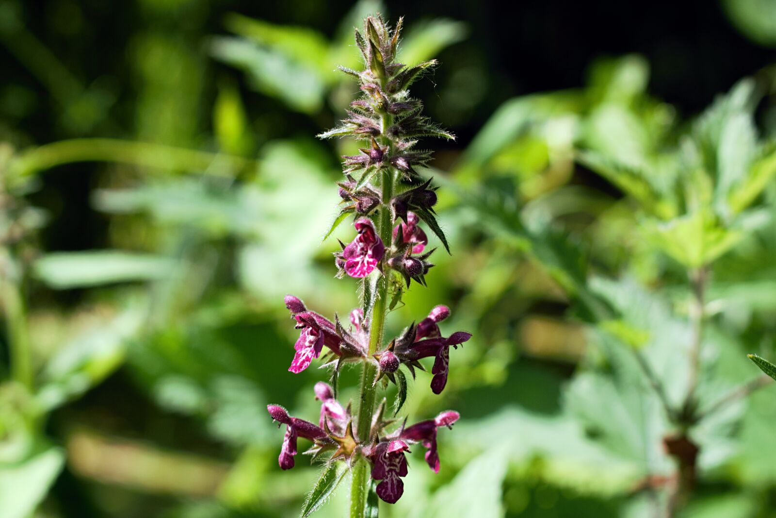 Nikon D3300 sample photo. Macro, stinging nettle, nettle photography