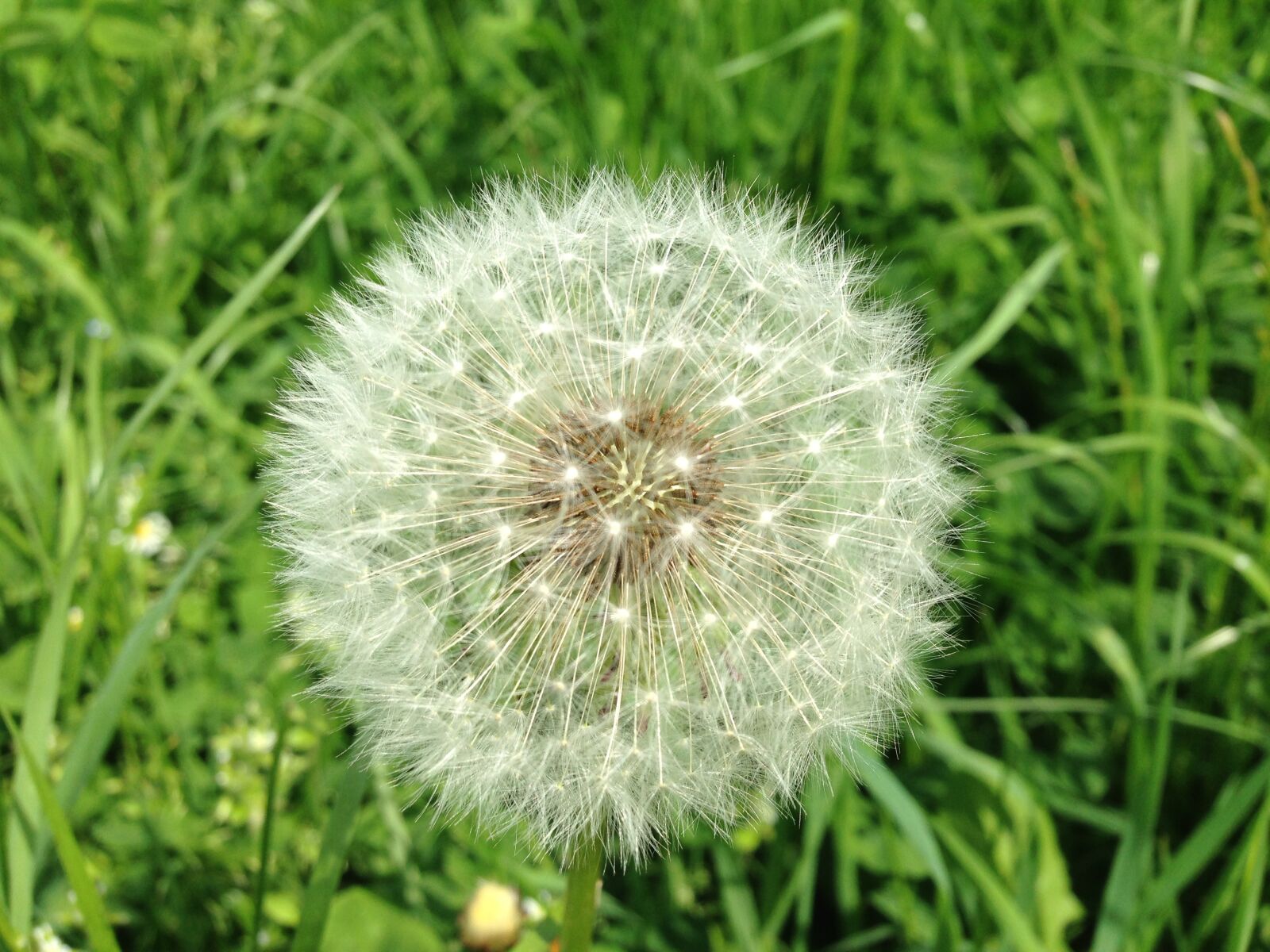 Apple iPhone 5 sample photo. Dandelion, seeds photography