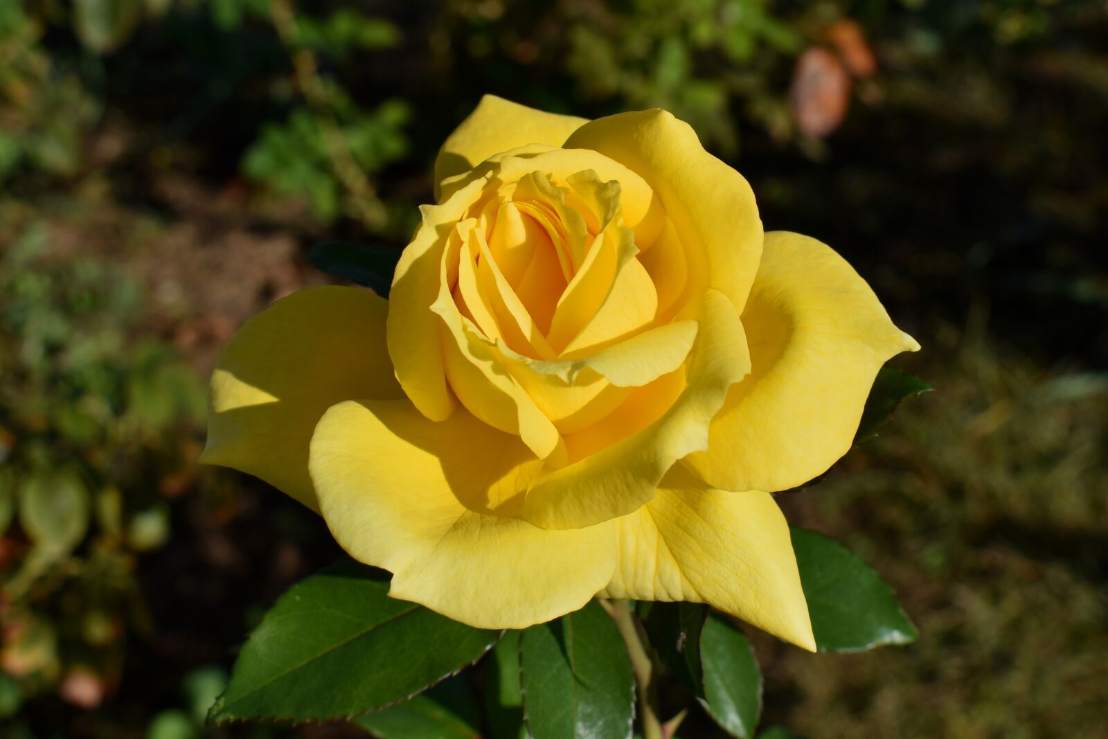 Nikon D3500 sample photo. Rose, flower, yellow photography