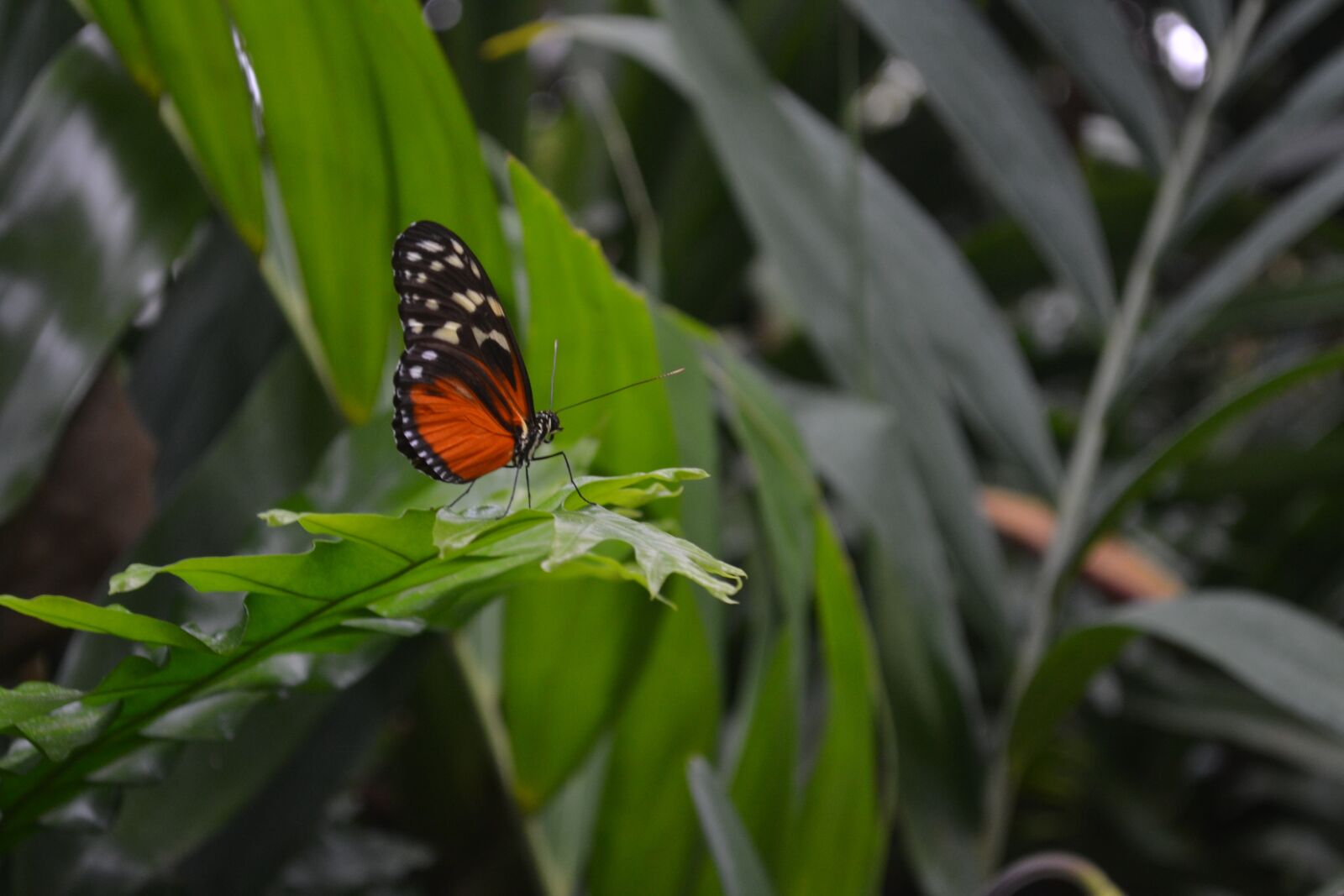 Nikon D3100 sample photo. Butterfly, orange, insect photography