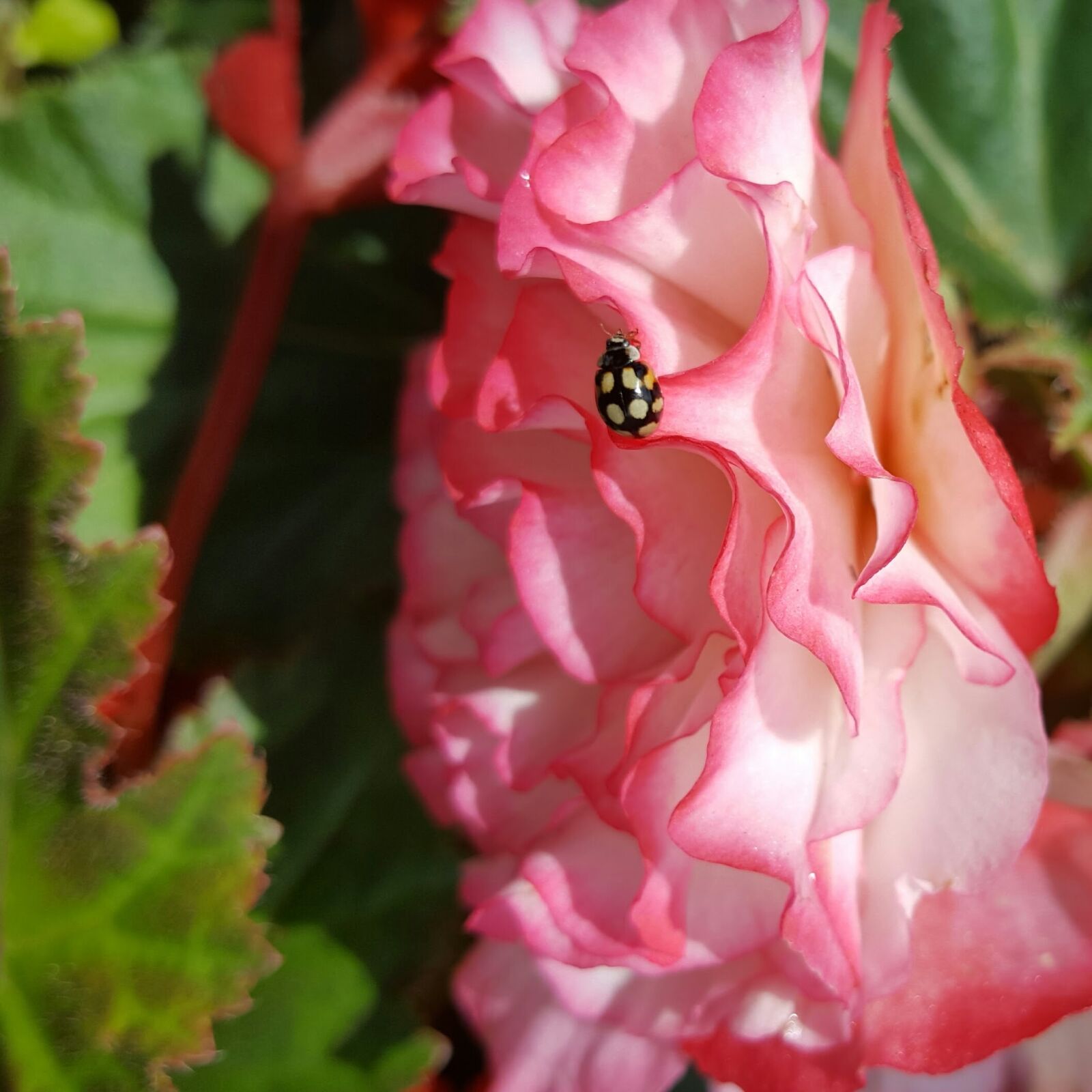 Samsung Galaxy S6 sample photo. Flower, nature, flora photography