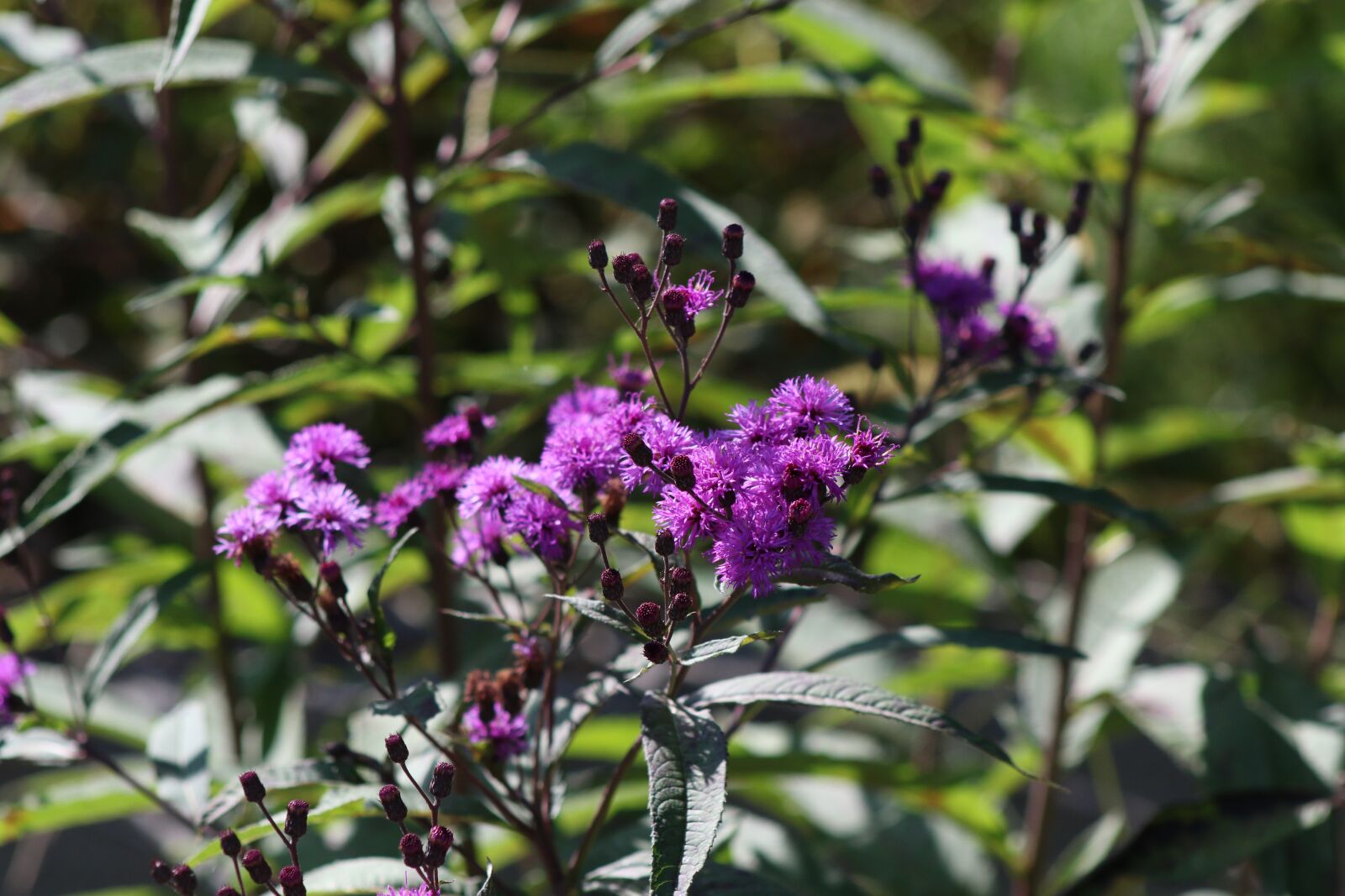 Canon EF75-300mm f/4-5.6 sample photo. Purple, flower, bloom photography