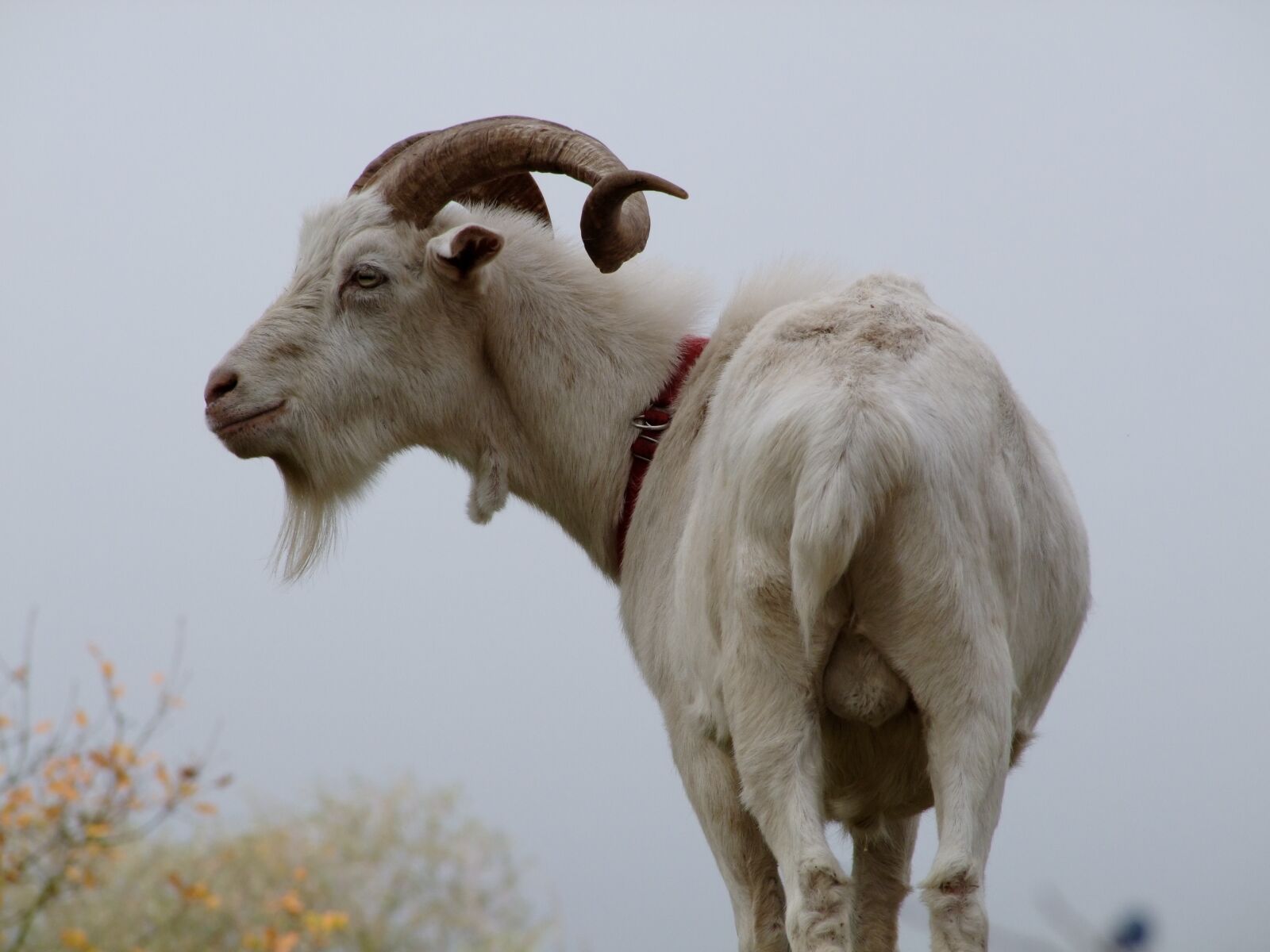 Fujifilm FinePix S100fs sample photo. Goat, billy goat, testicles photography