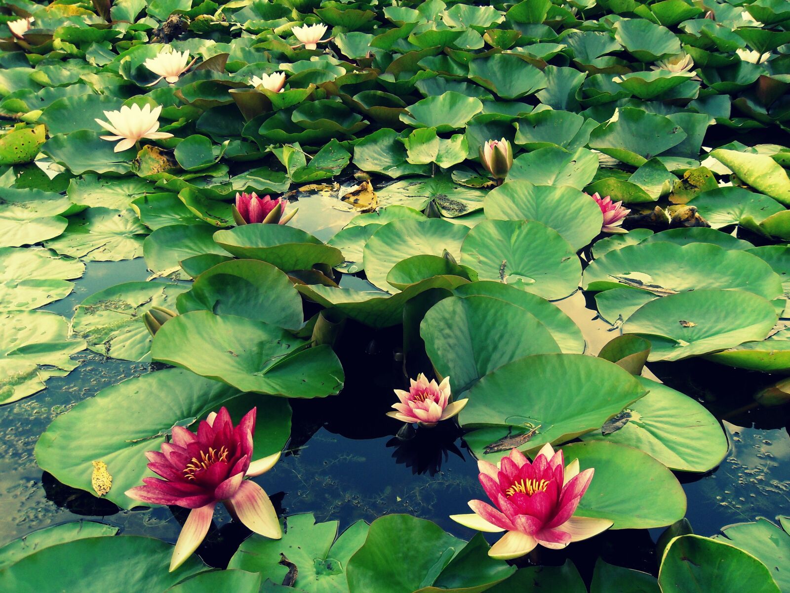 Samsung PL60 / VLUU PL60 /  SL420 sample photo. Lily, water, macro photography