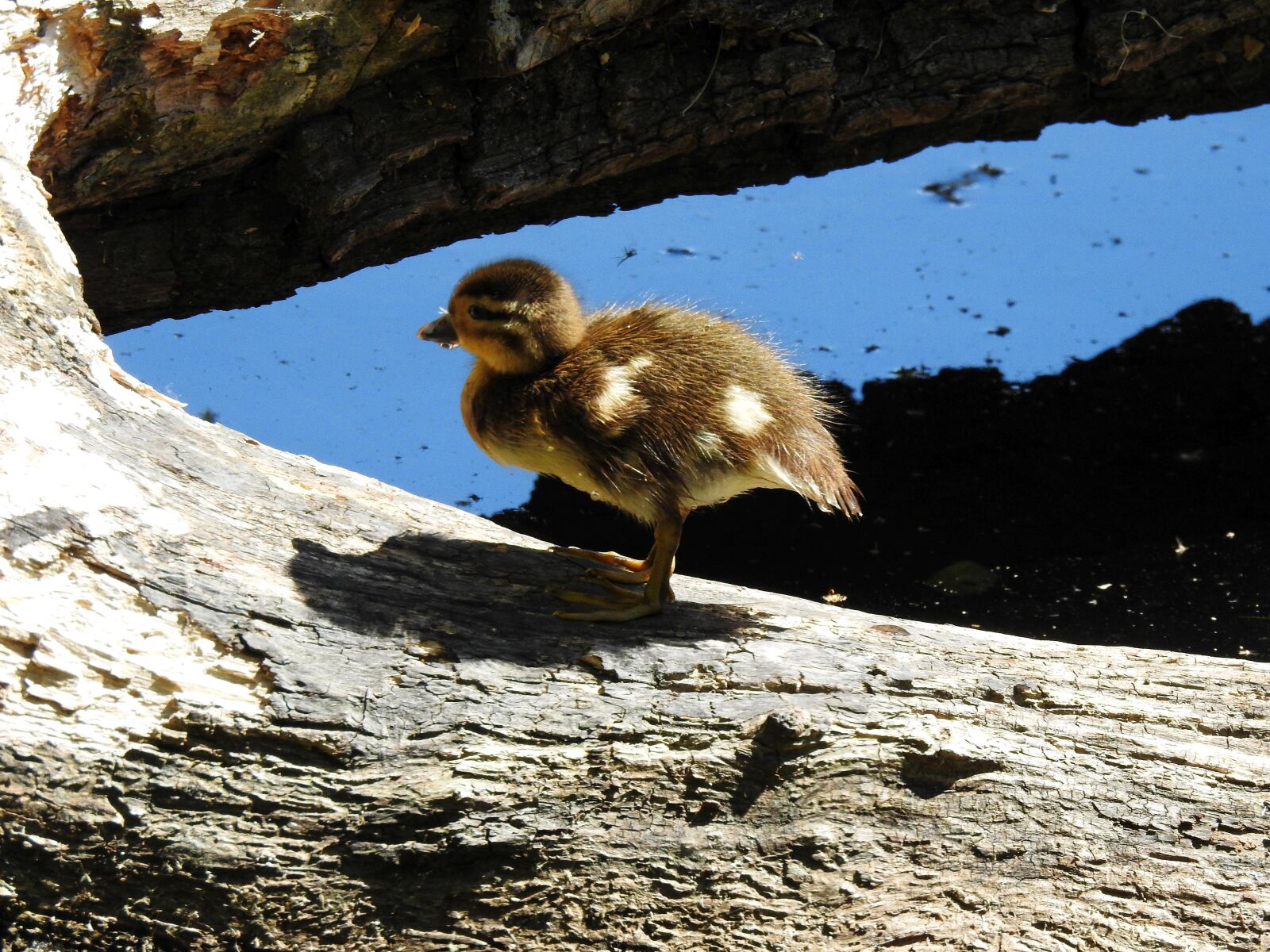Nikon Coolpix P900 sample photo. Duck, chick, nature photography